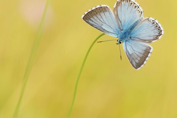 Mariposa azul sobre fondo amarillo