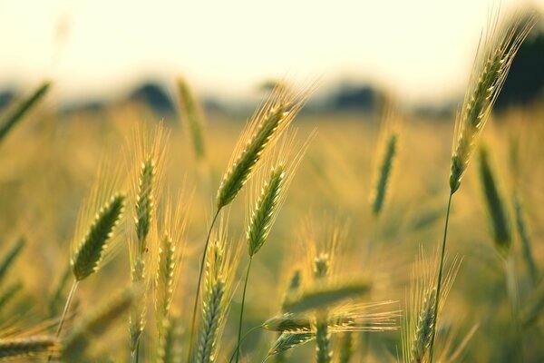 Carta da parati a schermo intero con spighe di grano