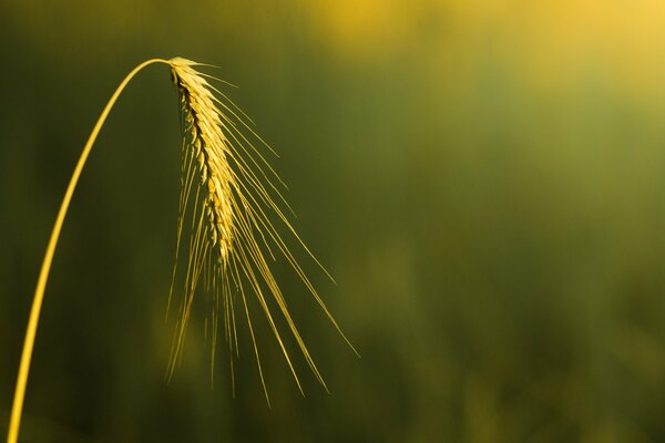 A spikelet of wheat on a rosy background