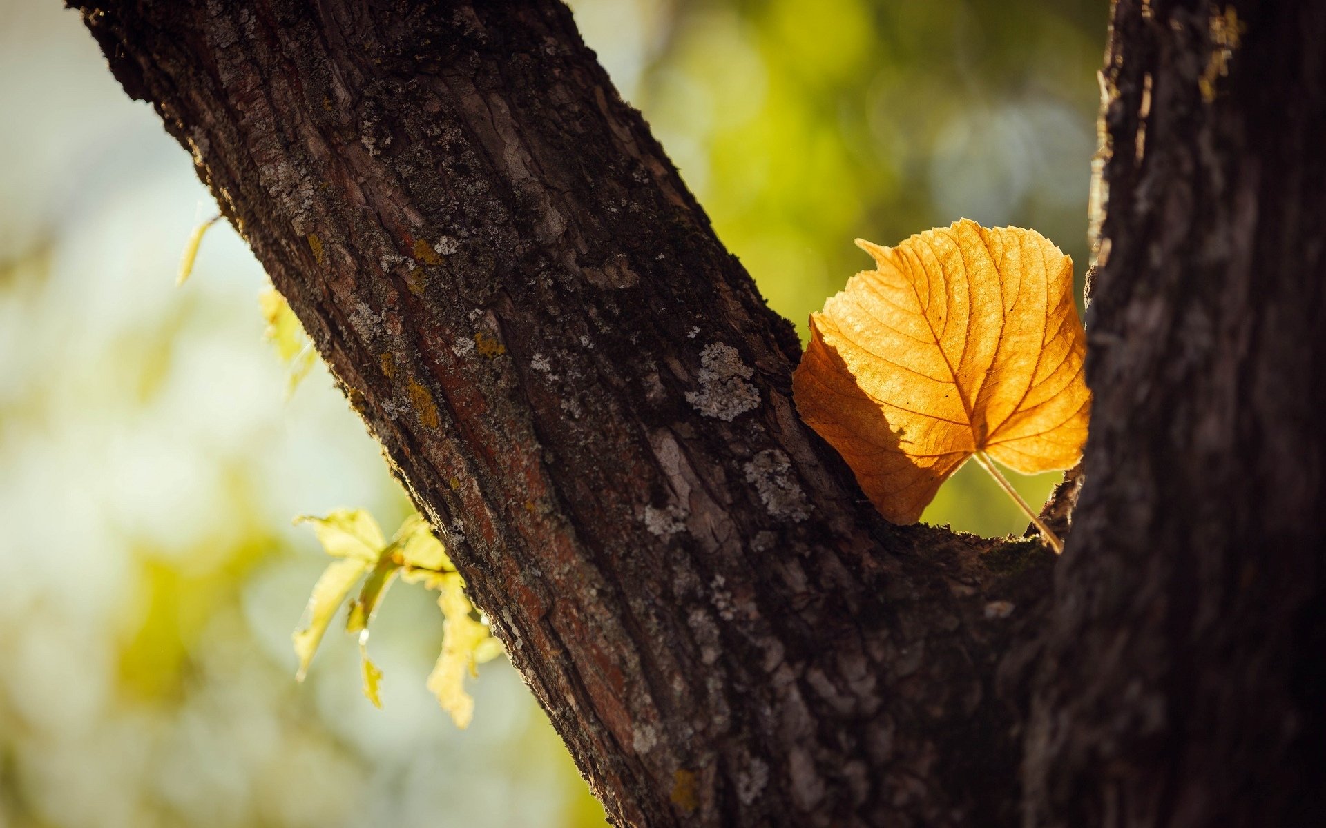 macro leaf leaflet yellow shape tree trees leaves trunk bark blur background wallpaper widescreen fullscreen widescreen widescreen