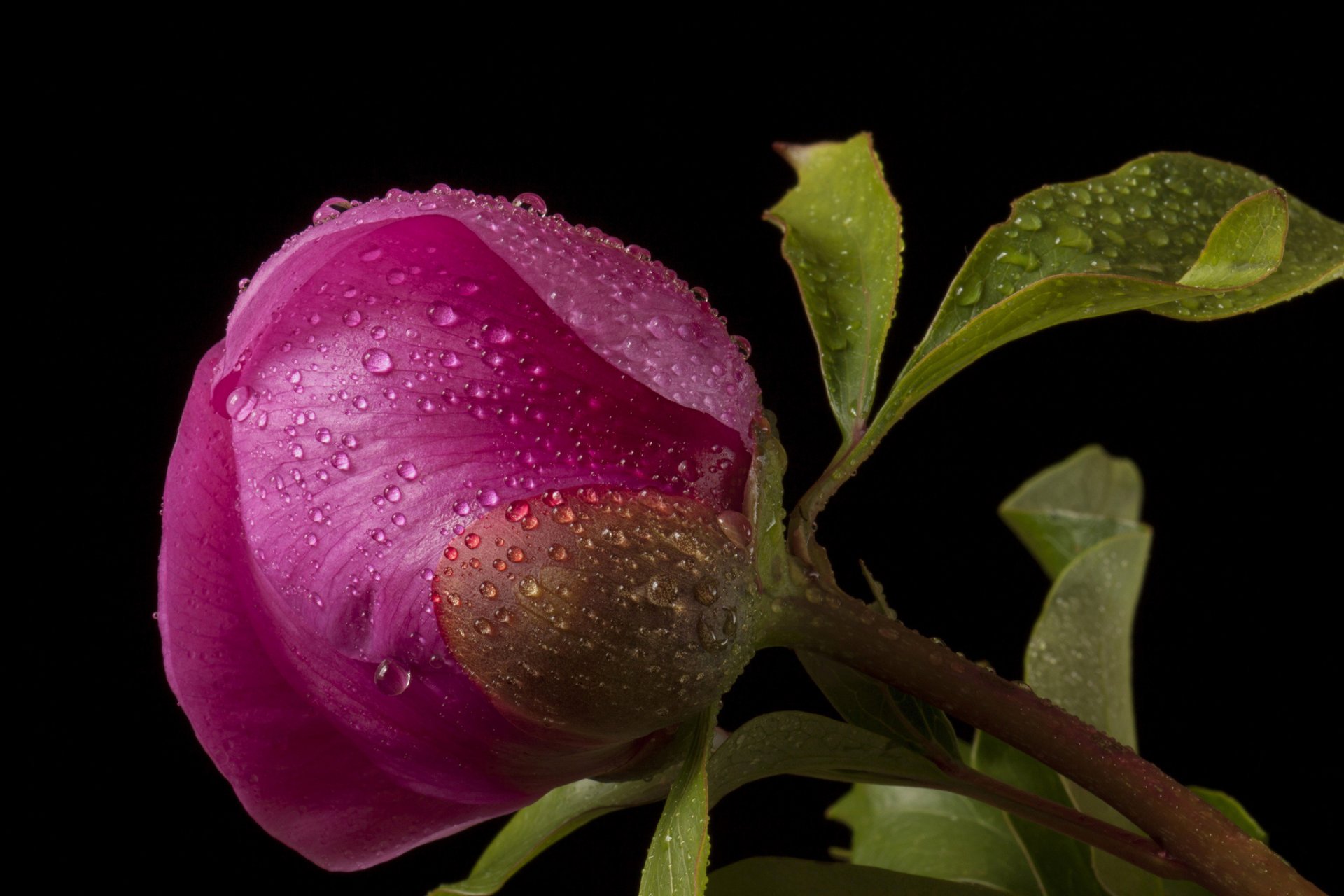 fleur bourgeon rose gouttes fond sombre