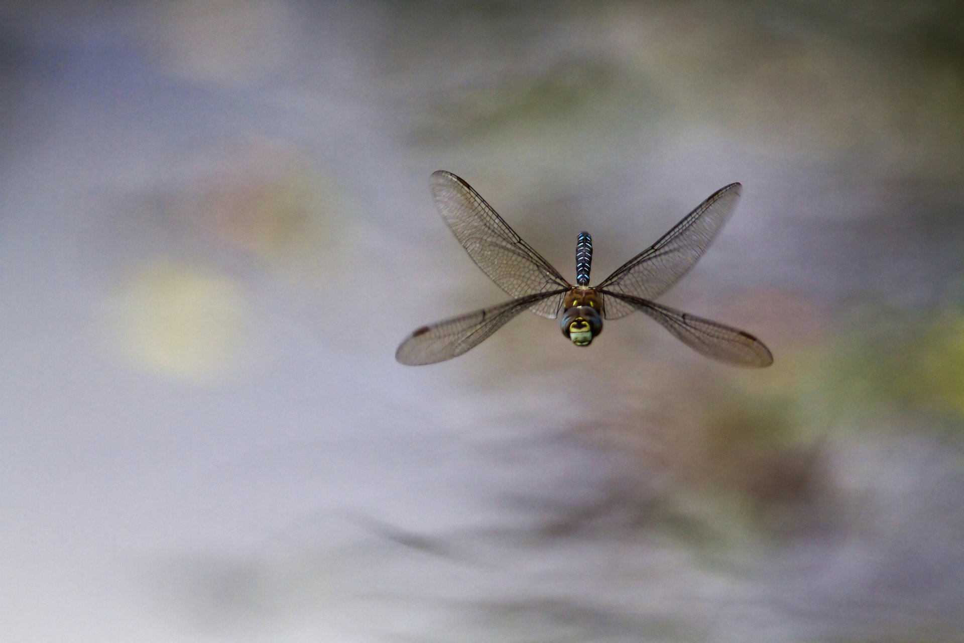 insect dragonfly in flight background