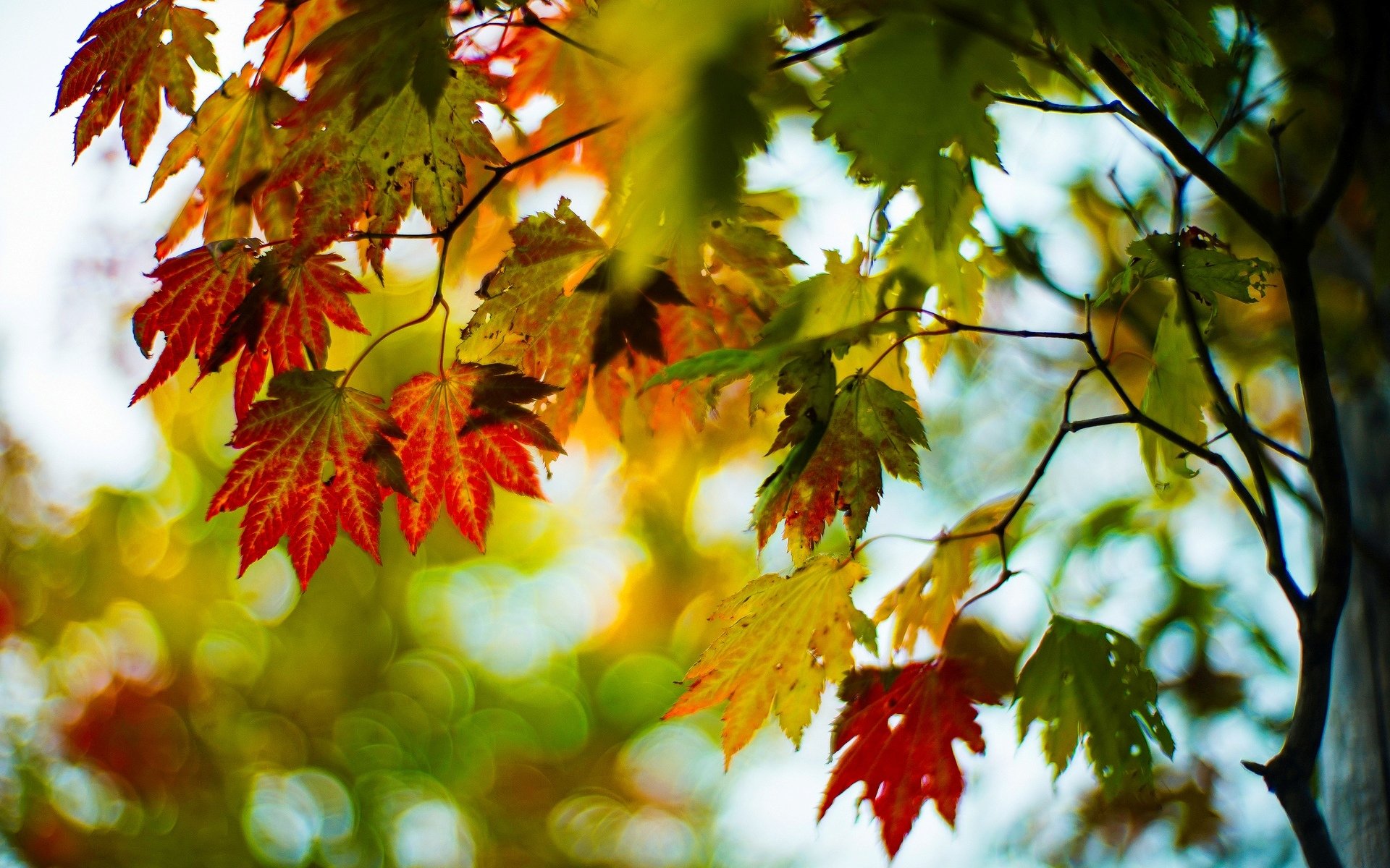 macro hojas hojas otoño rojo verde árbol árboles ramas desenfoque bokeh fondo papel pintado pantalla ancha pantalla completa pantalla ancha pantalla ancha