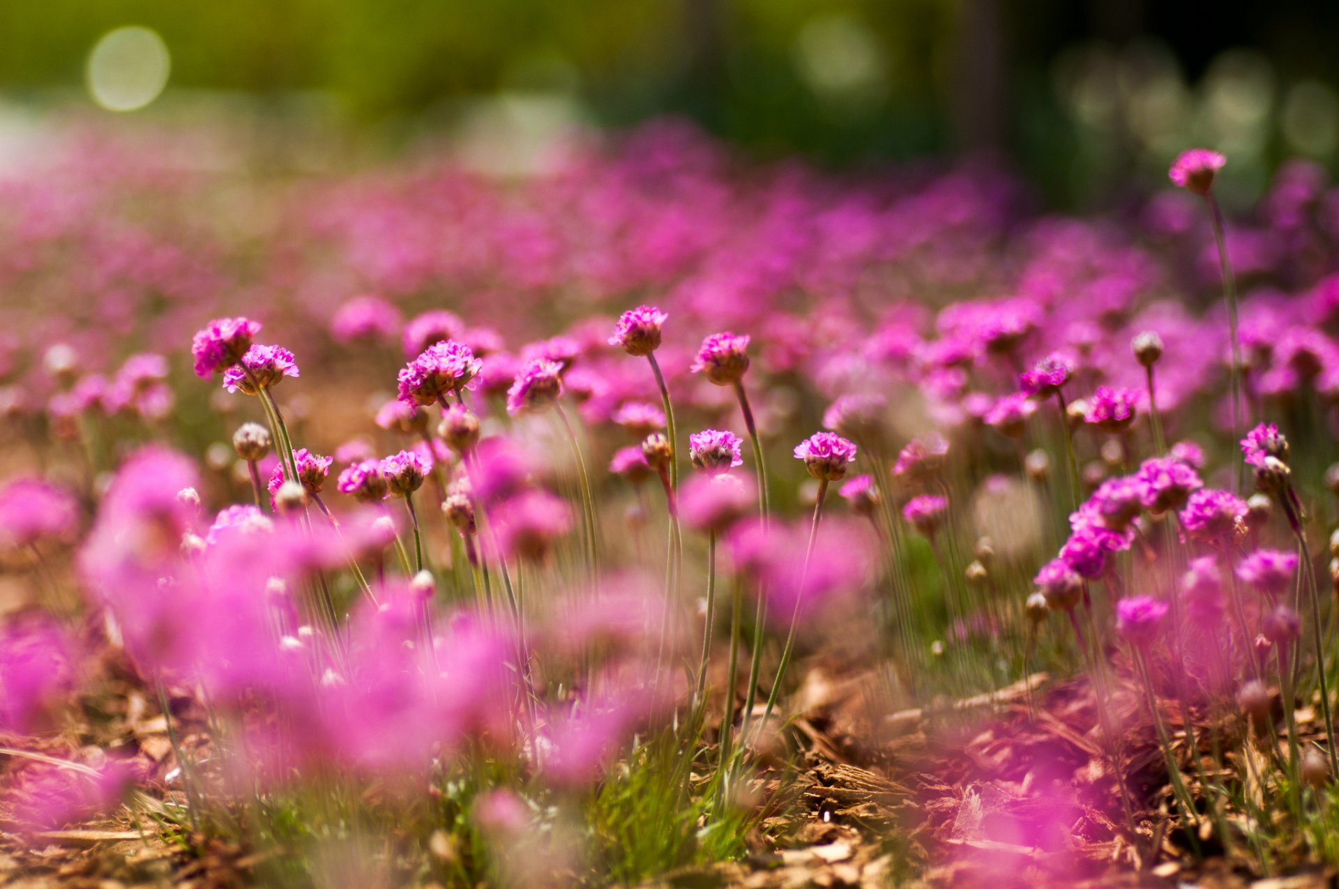 flower close up pink bokeh