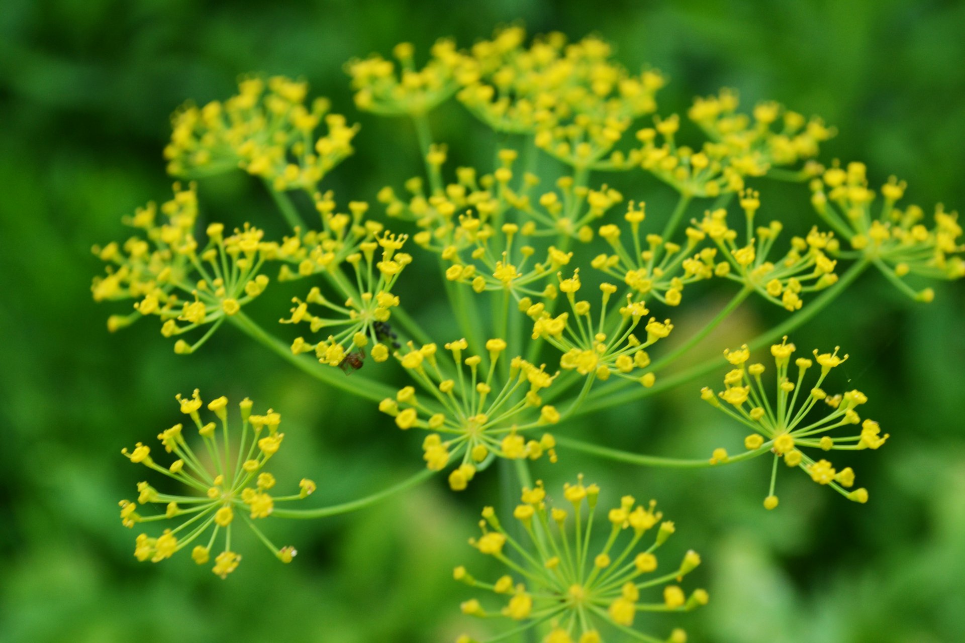 verts inflorescence aneth gros plan lumineux