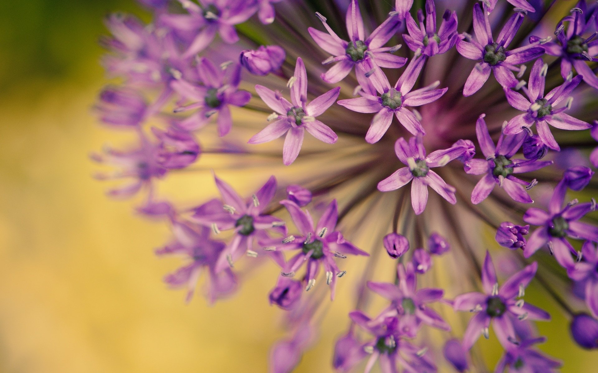 macro fiori fiori viola petali sfocatura bello pianta fiore sfondo carta da parati widescreen schermo intero widescreen widescreen