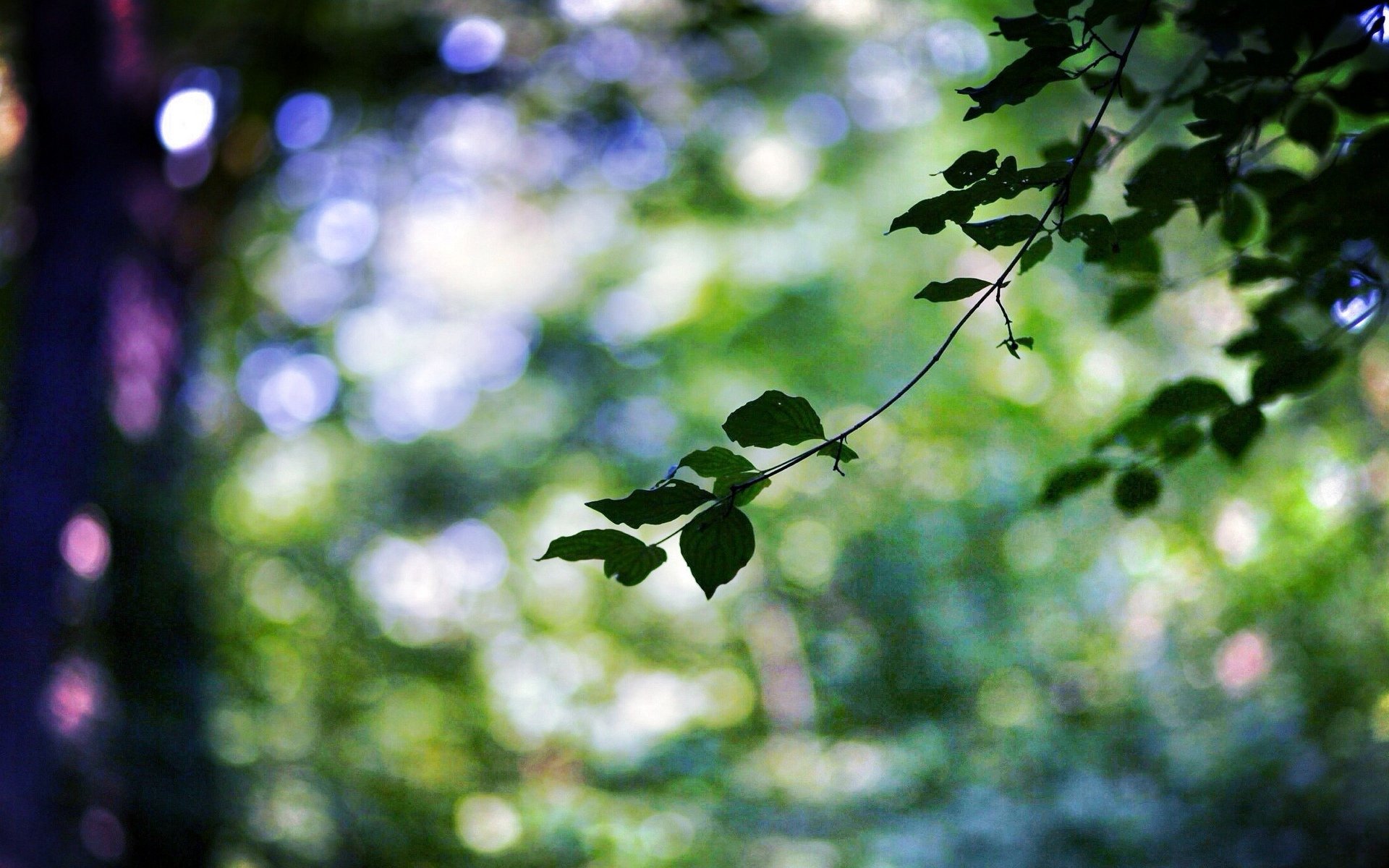 macro feuille feuille feuilles vert branche brindille arbre arbres bokeh flou arrière-plan papier peint écran large plein écran écran large écran large