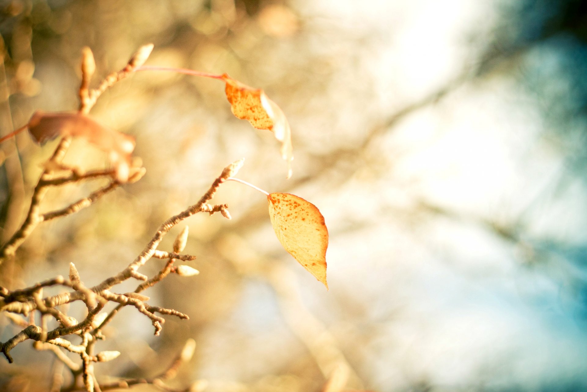 macro feuilles folioles jaune branche arbre arbres macro laisser flou bokeh fond papier peint écran large plein écran écran large écran large