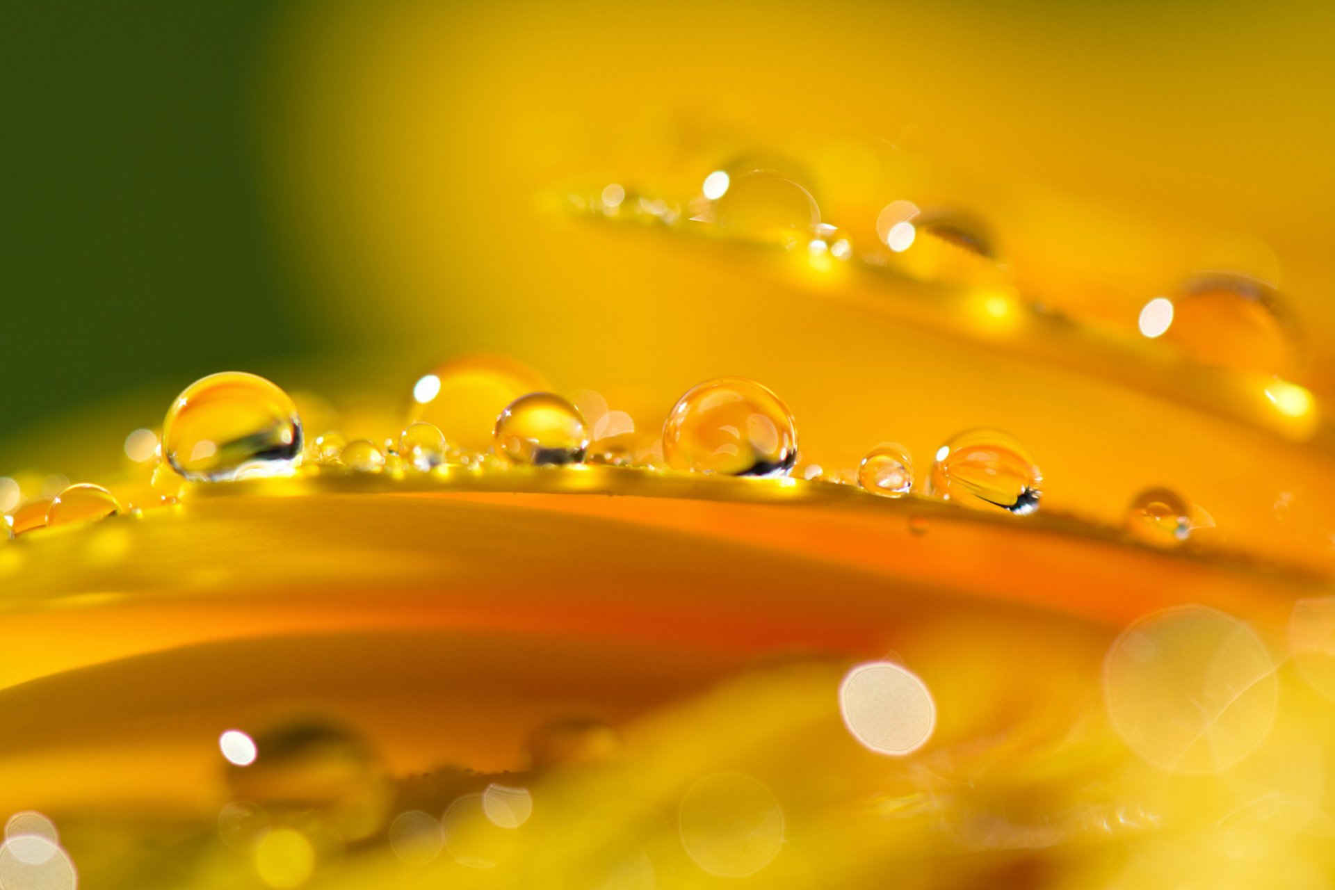 flor naranja pétalos gotas reflejos