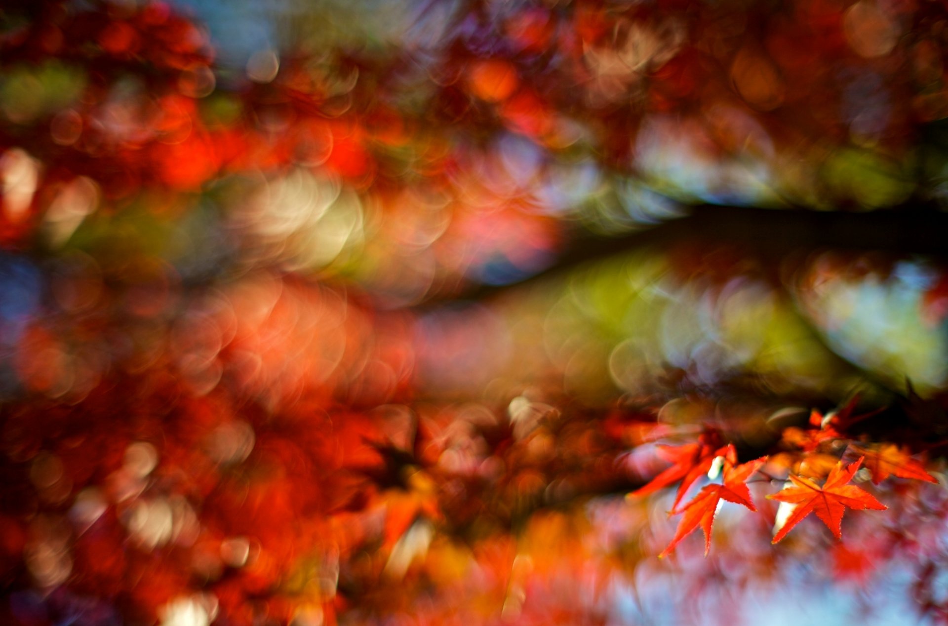 macro foglia foglia autunno rosso sfocatura sfocatura albero bokeh sfondo carta da parati widescreen schermo intero widescreen widescreen