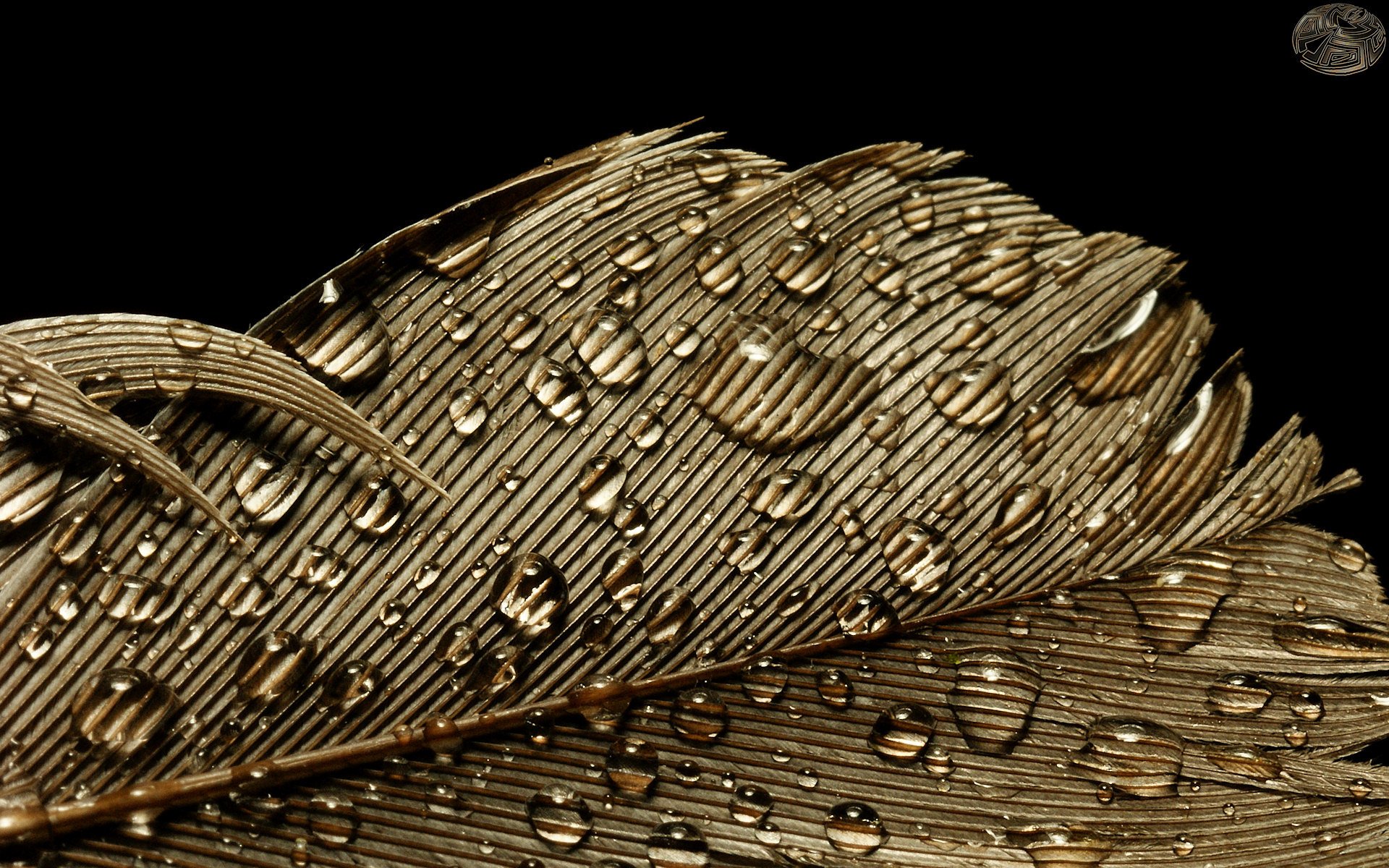 close up drops feather gold