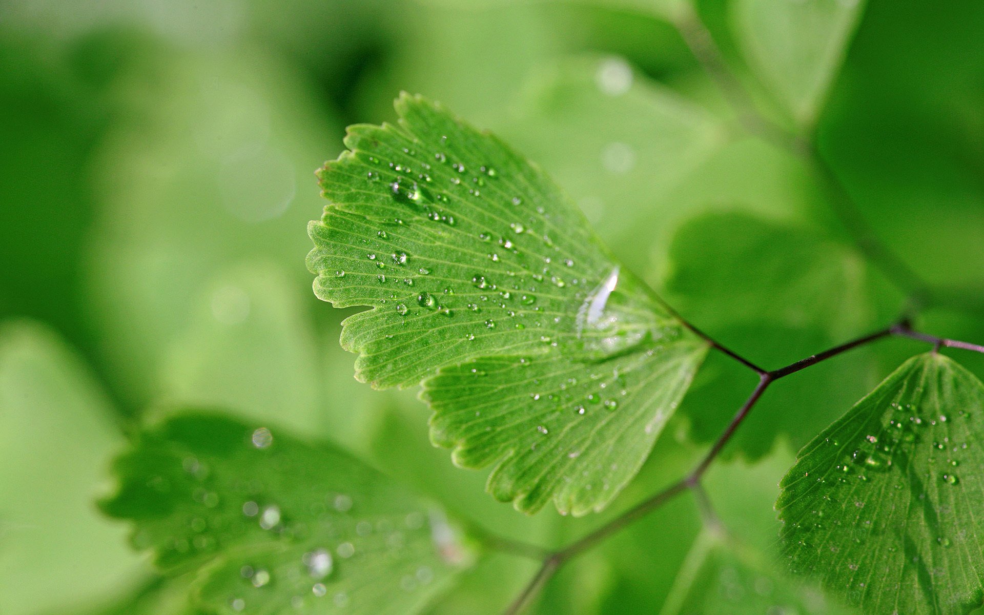 macro foglie verdi acqua gocce bagnato natura sfondo