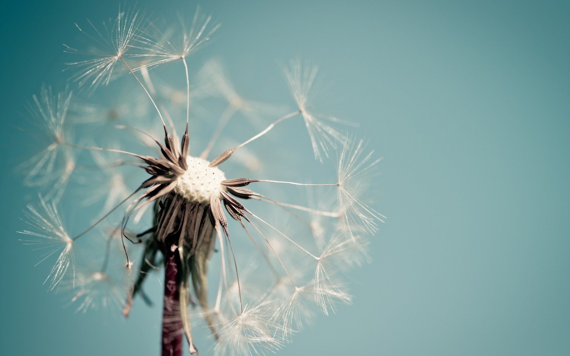 macro dente di leone fiore fiore macro blu sfondo carta da parati widescreen a schermo intero widescreen widescreen