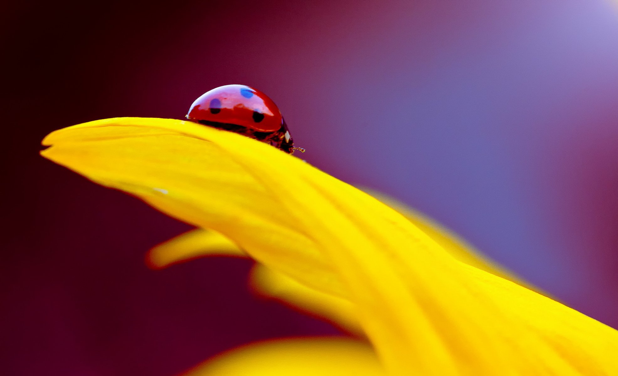 fleur jaune pétale insecte coccinelle