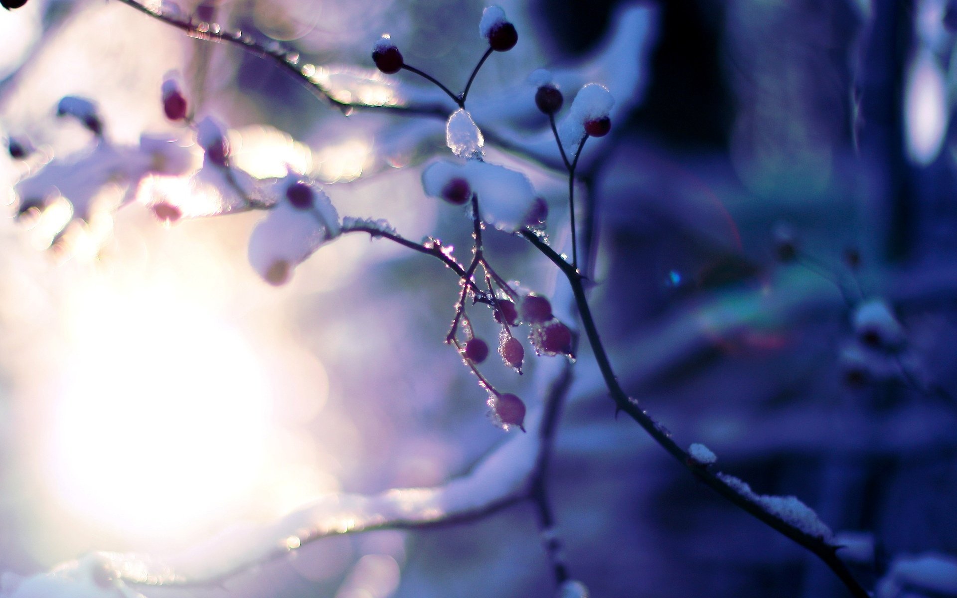 macro arbre plante neige hiver arbres branches soleil bokeh flou rose fond papier peint écran large plein écran écran large