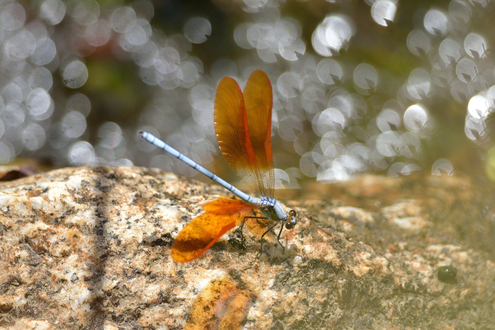 insetto libellula ali arancione abbagliamento