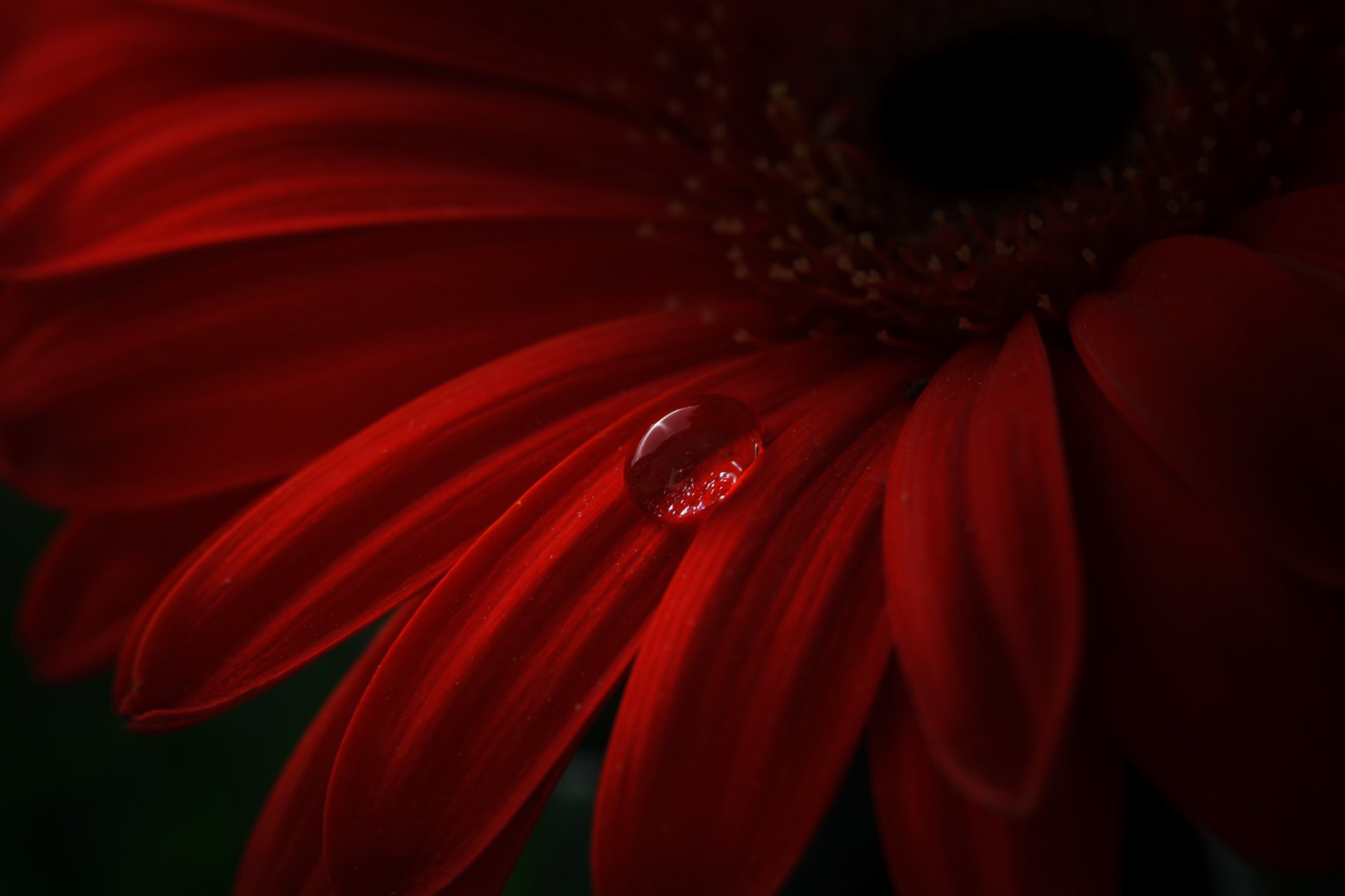 fiore rosso gerbera petali goccia