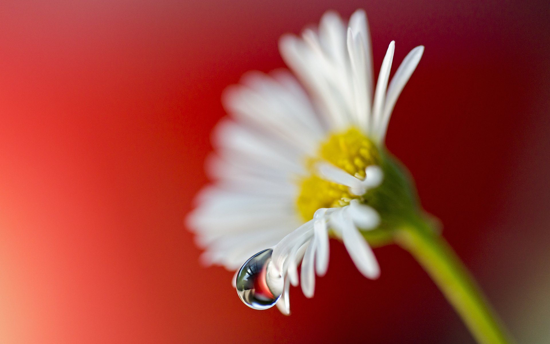 close up flower daisy drop petal