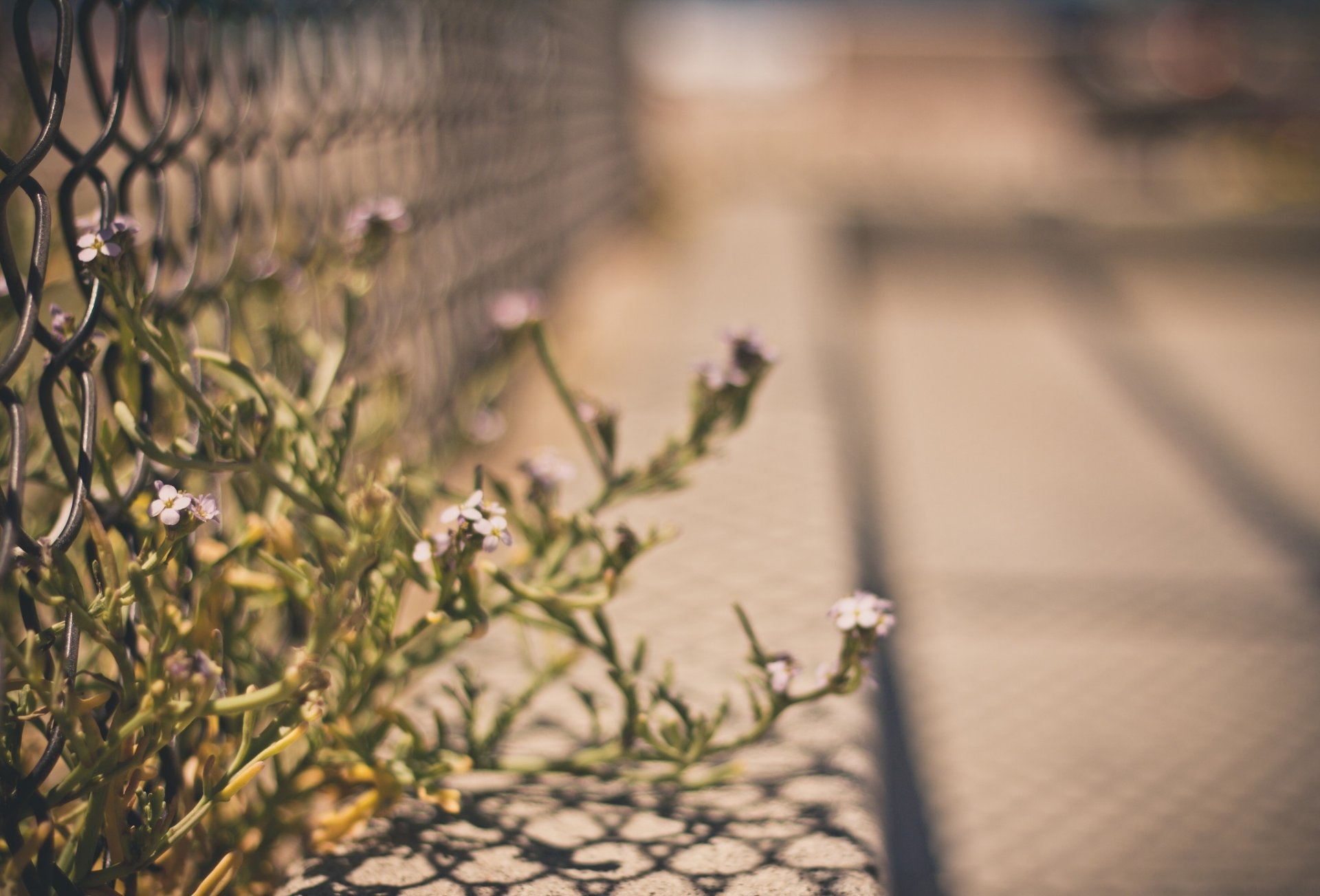 macro griglia recinzione recinzione recinzione fiori fiori fiore macro netto sfocatura sfondo carta da parati widescreen schermo intero widescreen widescreen