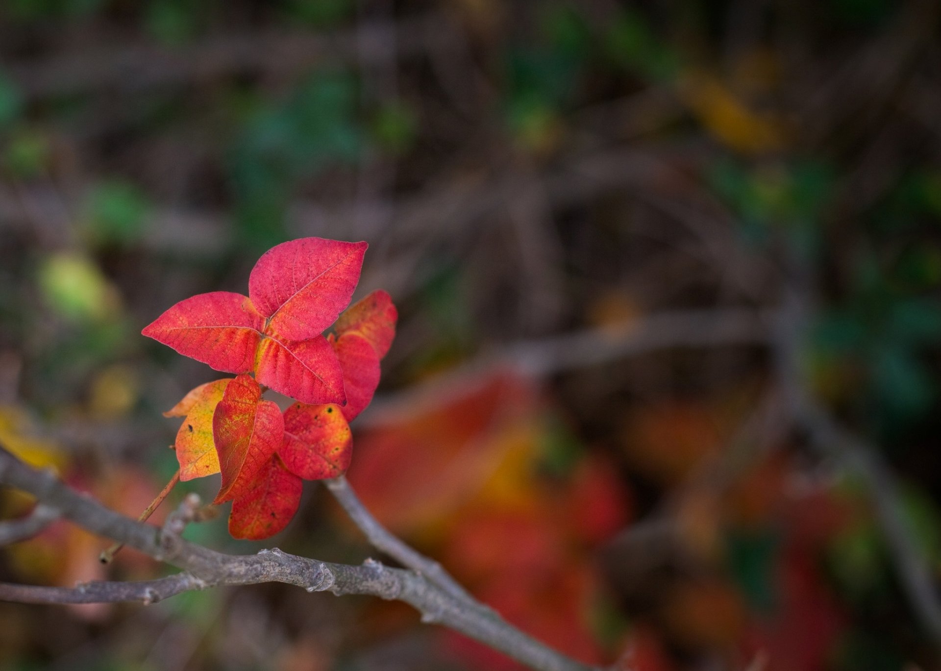 macro leaves leaves red shape branch blur background wallpaper widescreen fullscreen widescreen widescreen