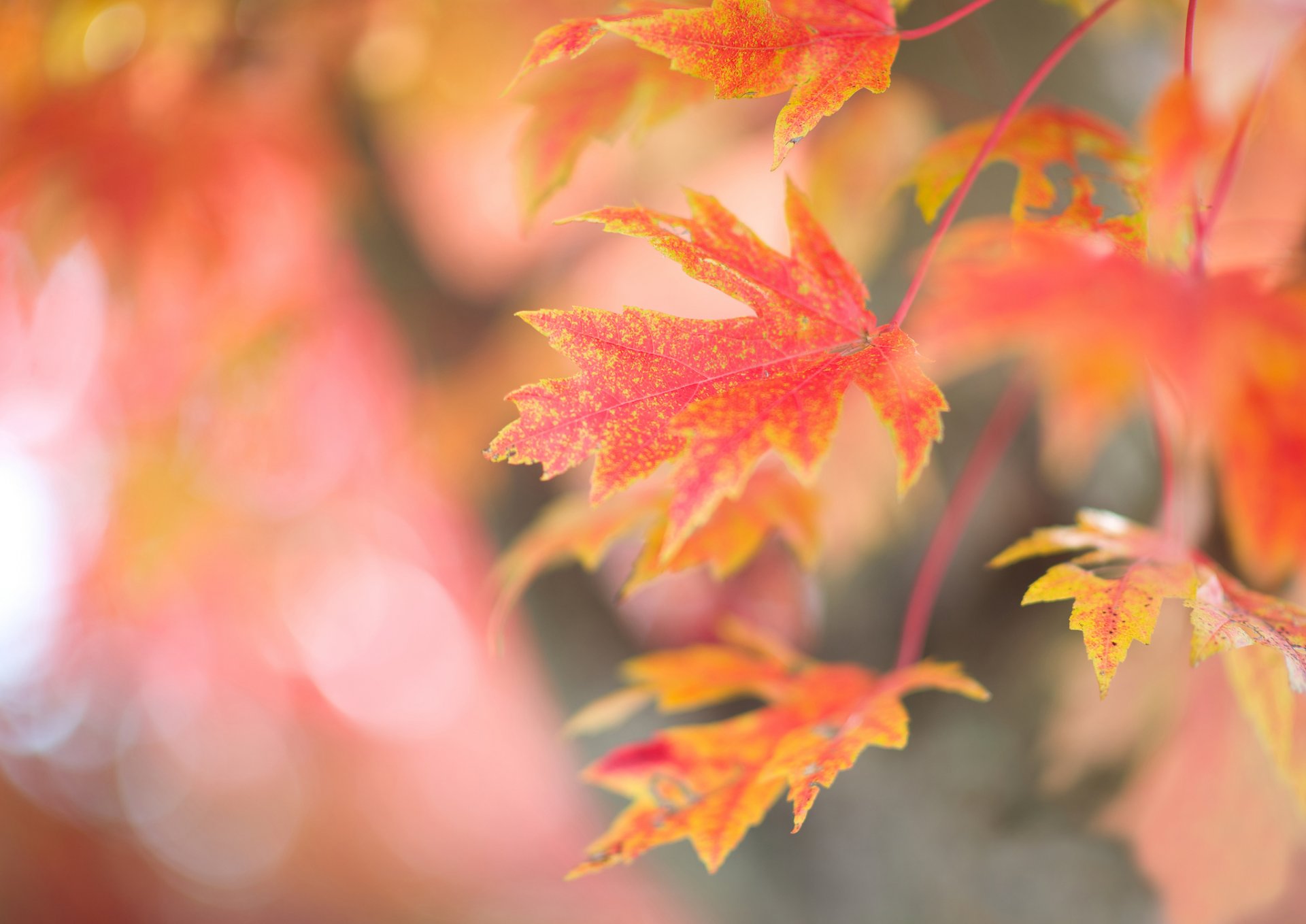 baum zweig blätter ahorn rot herbst hintergrund blendung