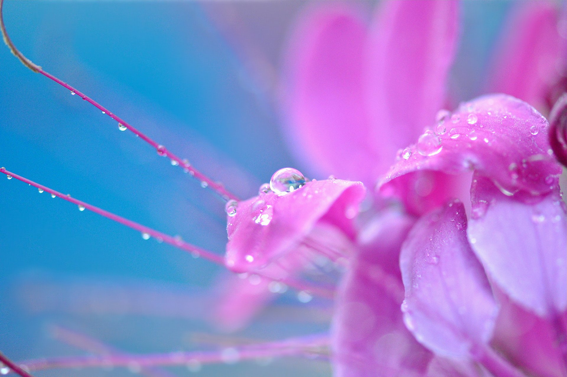 makro blume blümchen blumen rosa tropfen tropfen tau hintergrund tapete widescreen vollbild widescreen widescreen