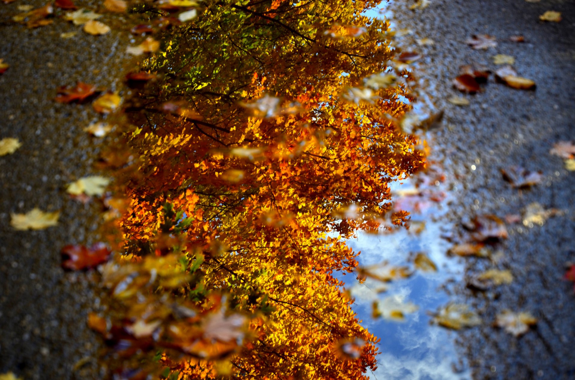 makro kałuża woda liście jesień dave rhotography