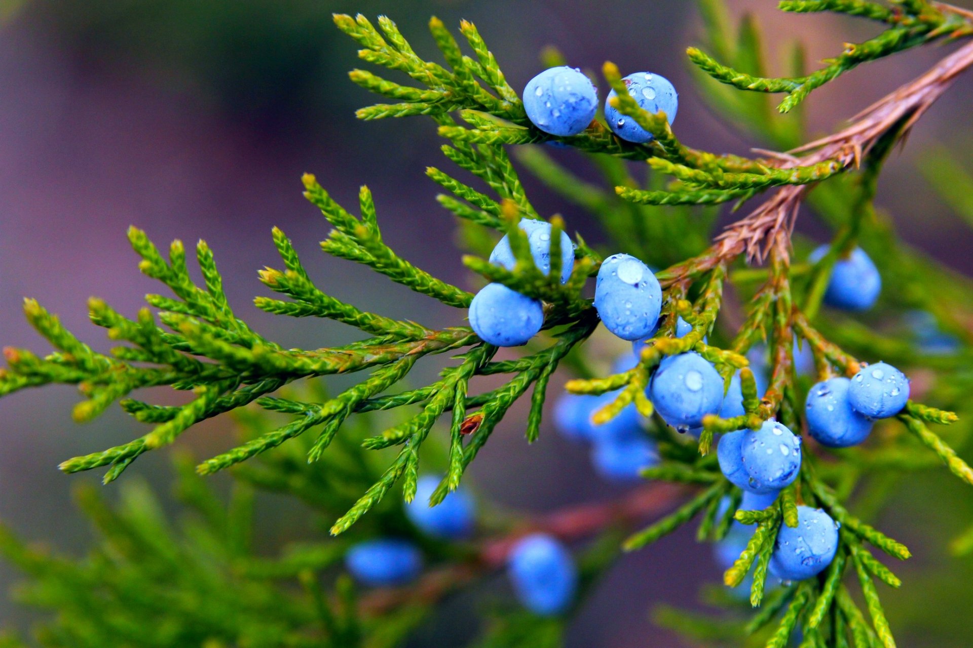 herbst natur makro pflanze zweig wacholder früchte beeren tropfen