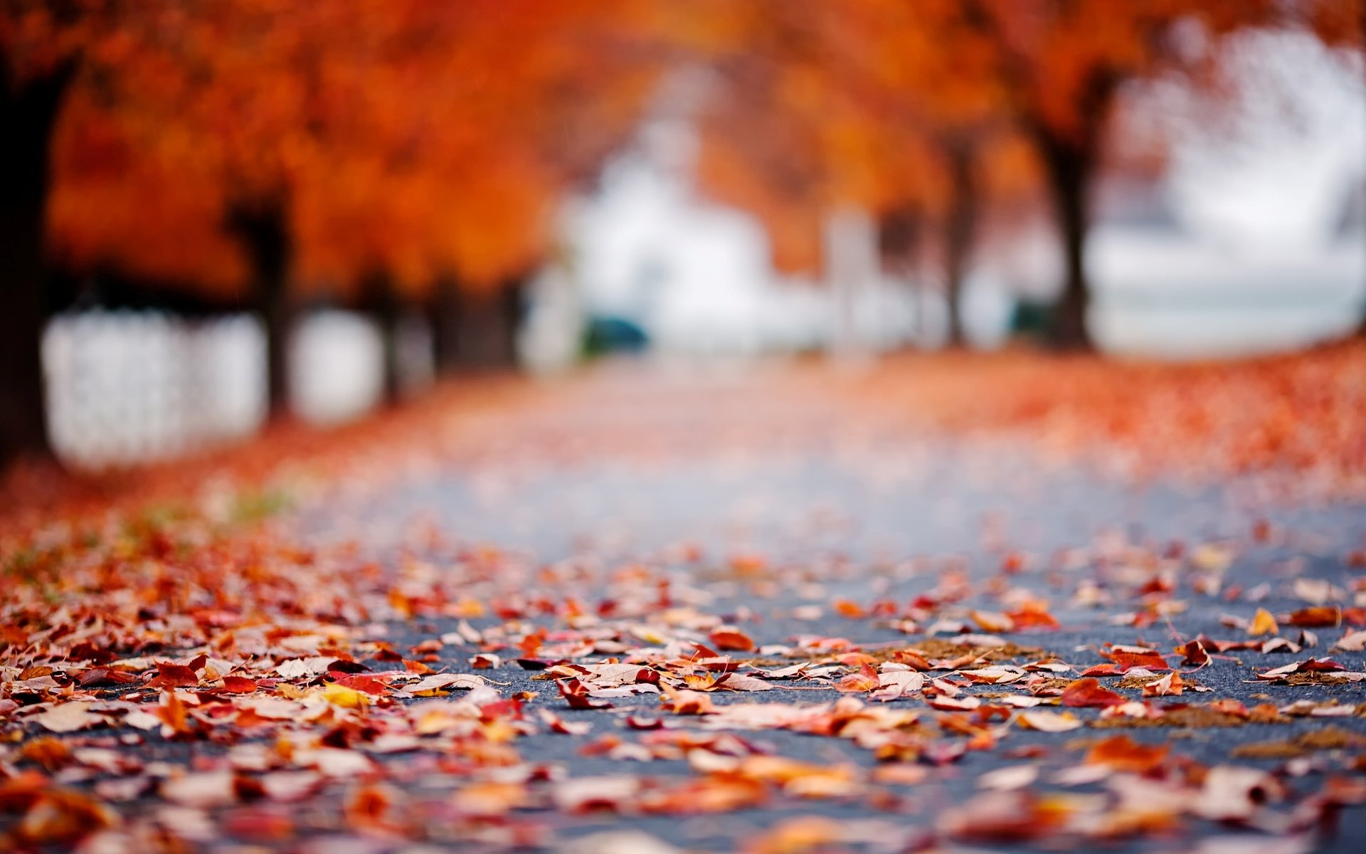 macro feuilles folioles feuilles automne route asphalte arbres arbre feuillage flou bokeh arrière-plan papier peint écran large plein écran écran large