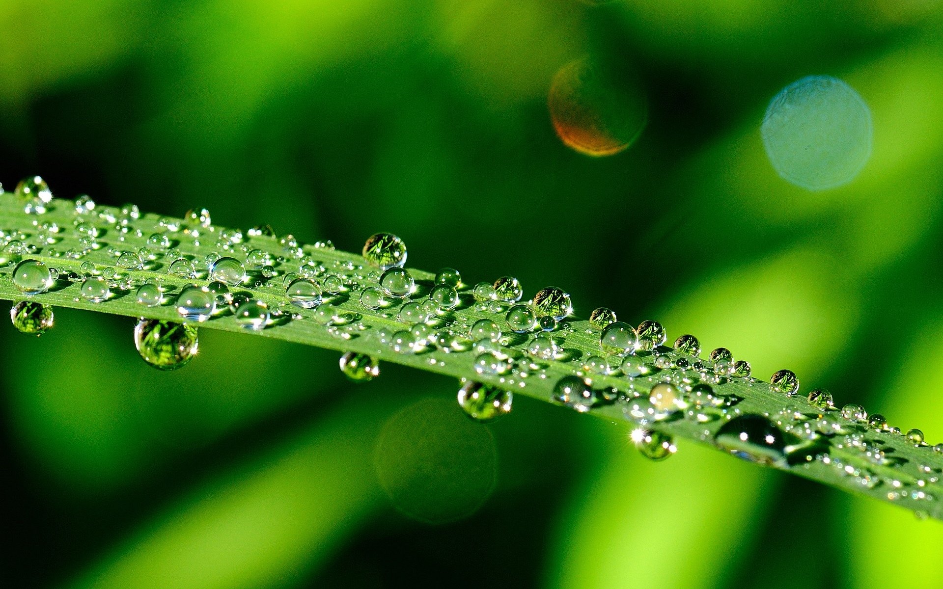 macro verde foglie gocce acqua rugiada foglie foglia verde macro lascia sfondo carta da parati widescreen schermo intero widescreen widescreen