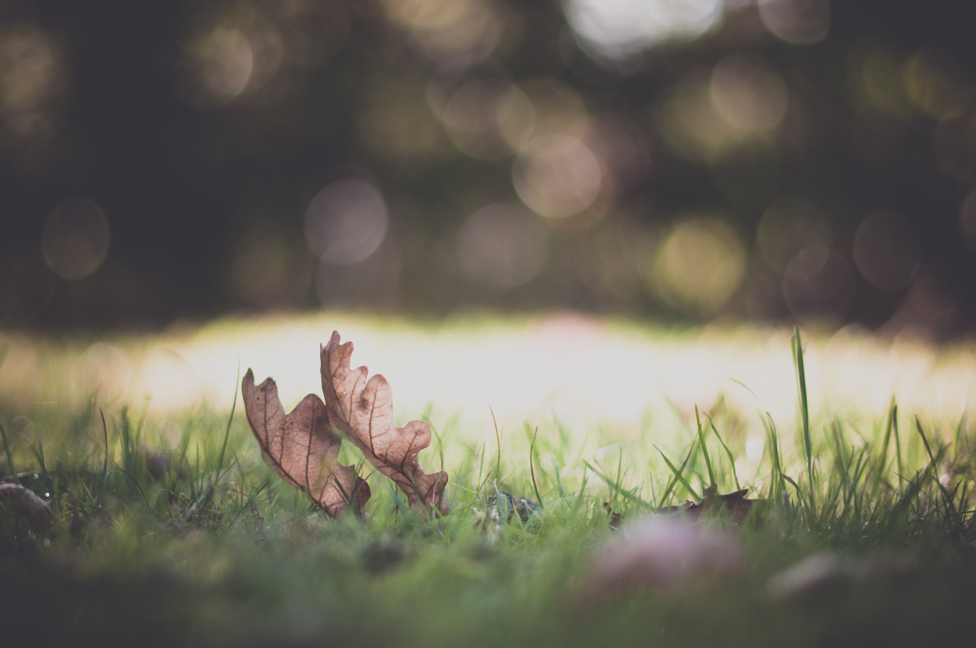 natur makro pflanze gras grün wiese blätter blätter blätter bokeh unschärfe hintergrund tapete widescreen vollbild widescreen makro fleck widescreen