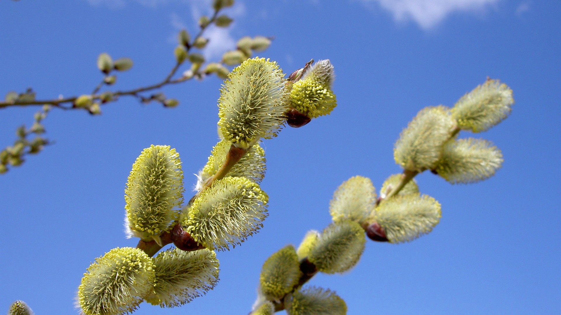 branche fleur ciel nature saule printemps