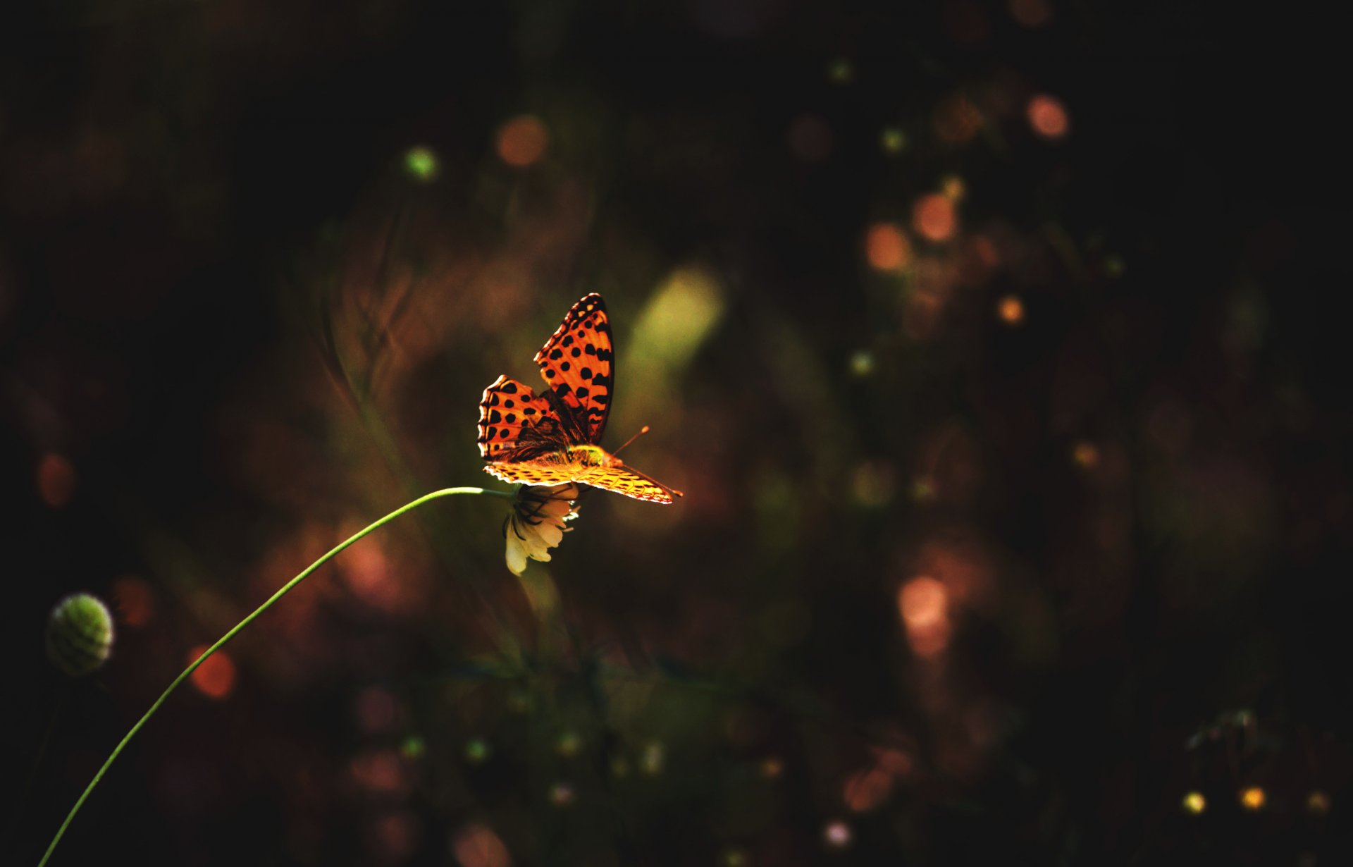 schmetterling blume gras