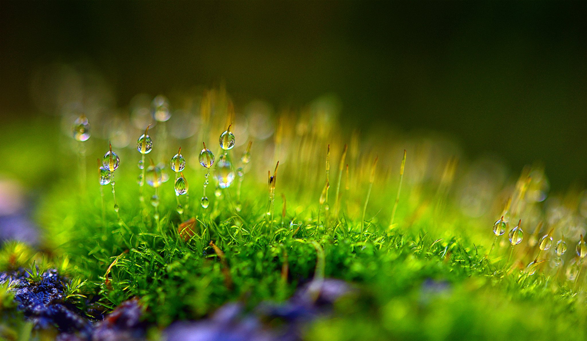 planta musgo gotas rocío bokeh