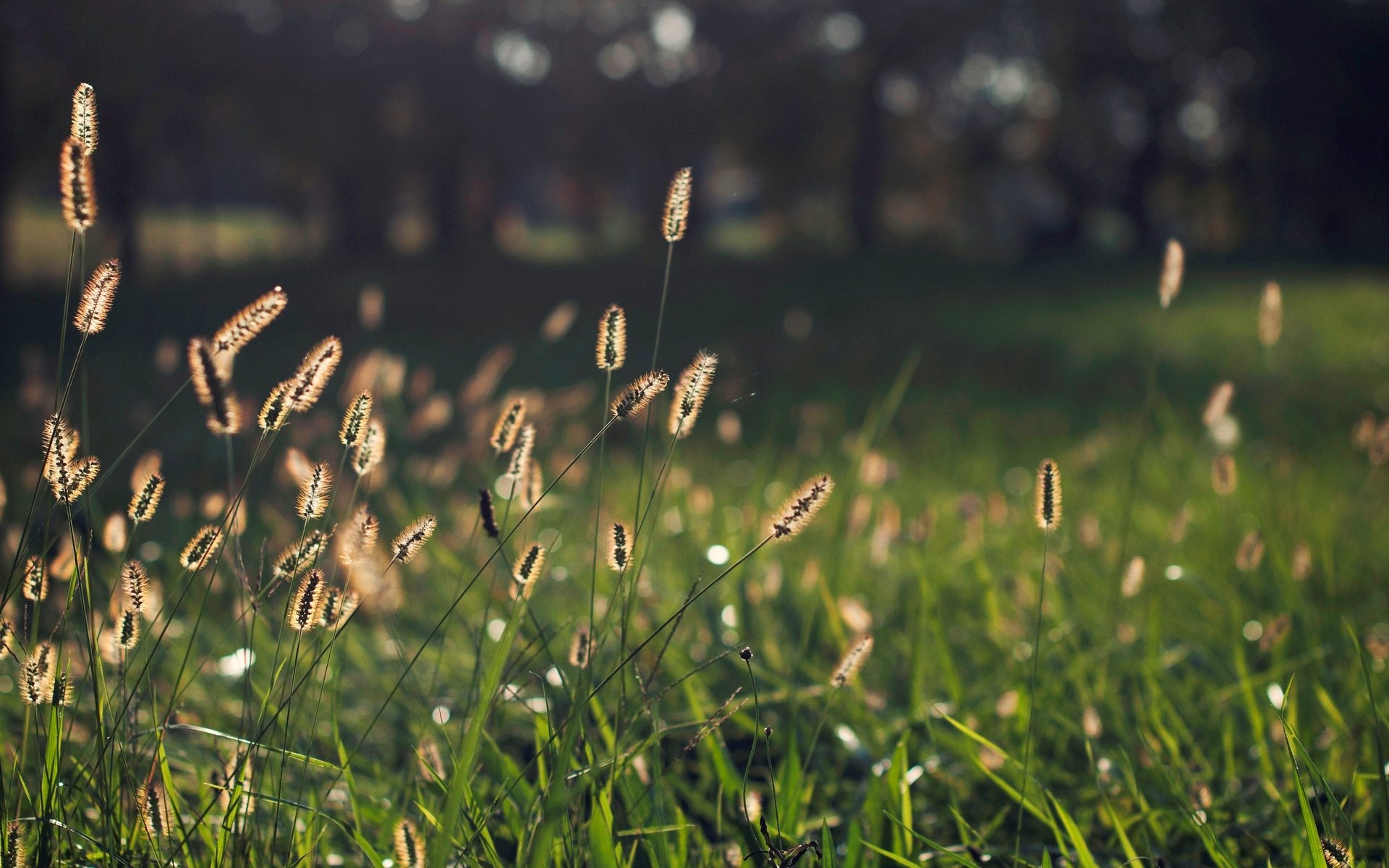 macro pianta spighe erba verde bokeh sfocatura sfondo carta da parati widescreen schermo intero widescreen widescreen