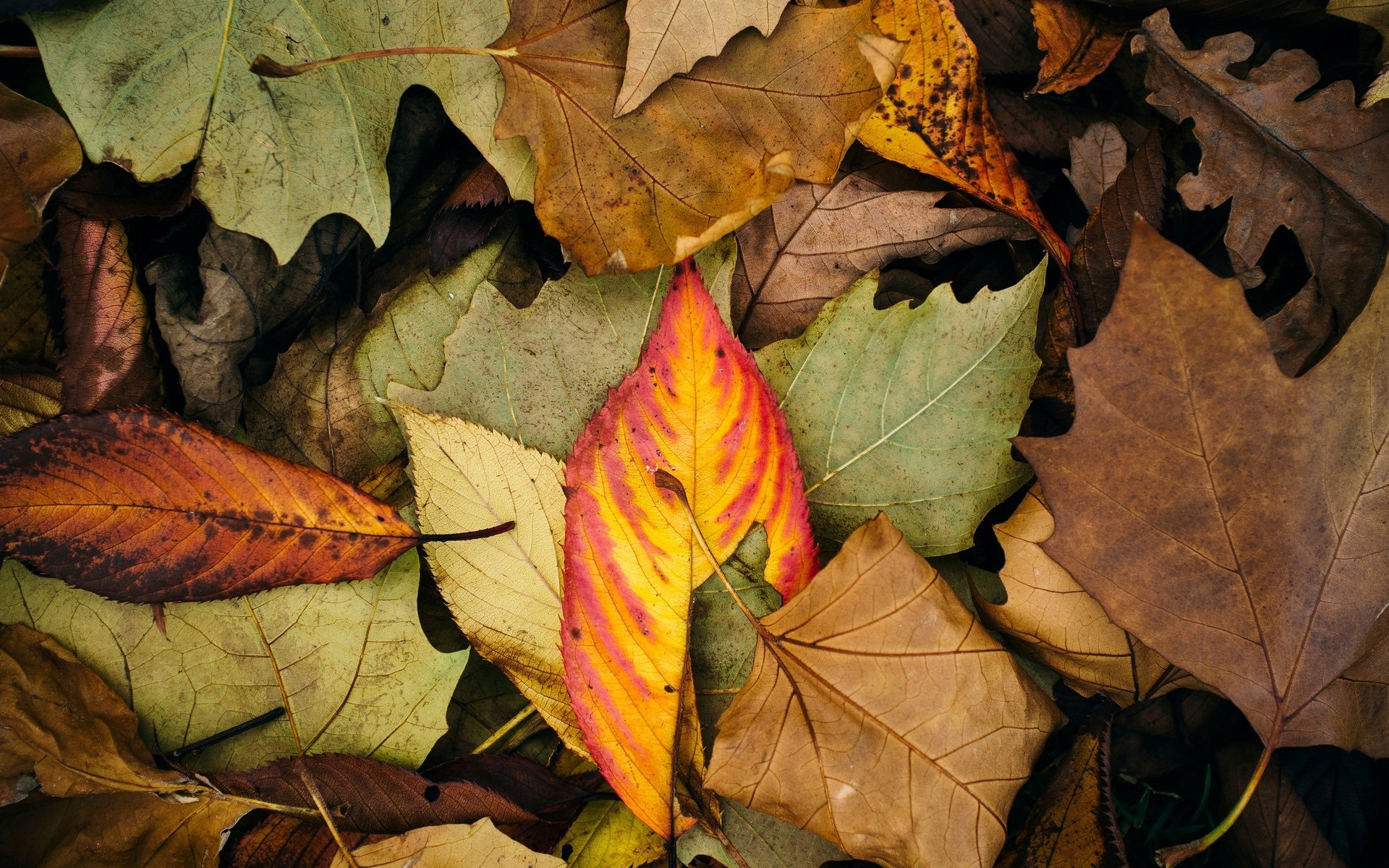 macro feuilles folioles feuille couleur automne fond papier peint écran large plein écran écran large écran large