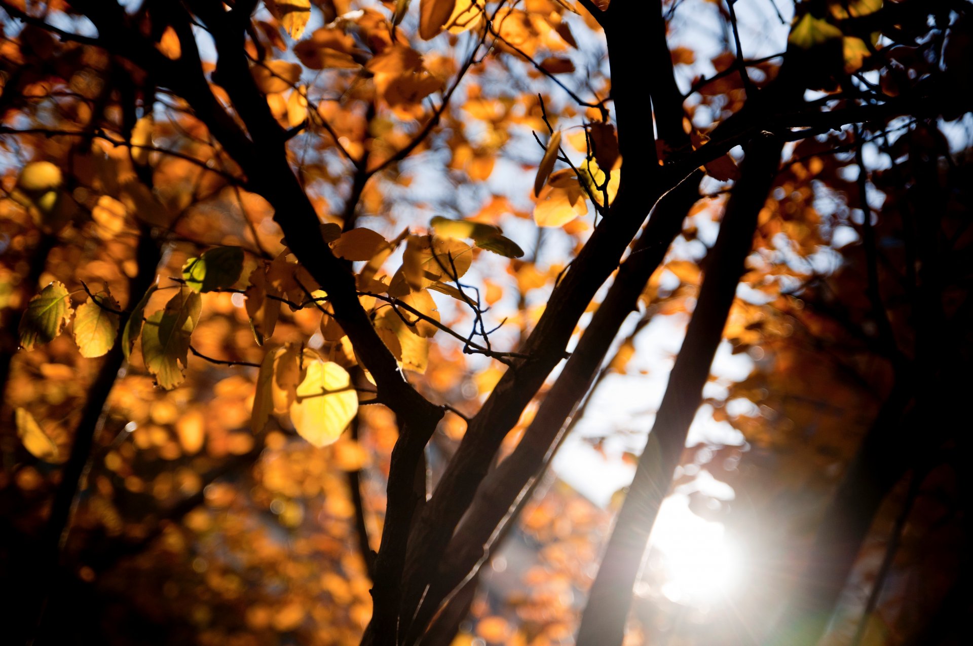 macro tree trees leaves branch branches leaves yellow orange sun rays bokeh blur background wallpaper widescreen fullscreen widescreen widescreen