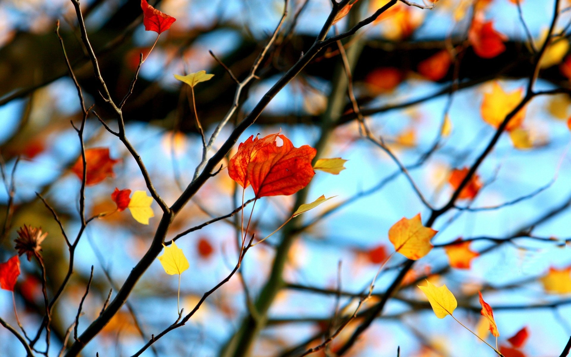 macro hoja hoja hojas rojo ramas árbol macro fondo papel pintado widescreen pantalla completa widescreen widescreen