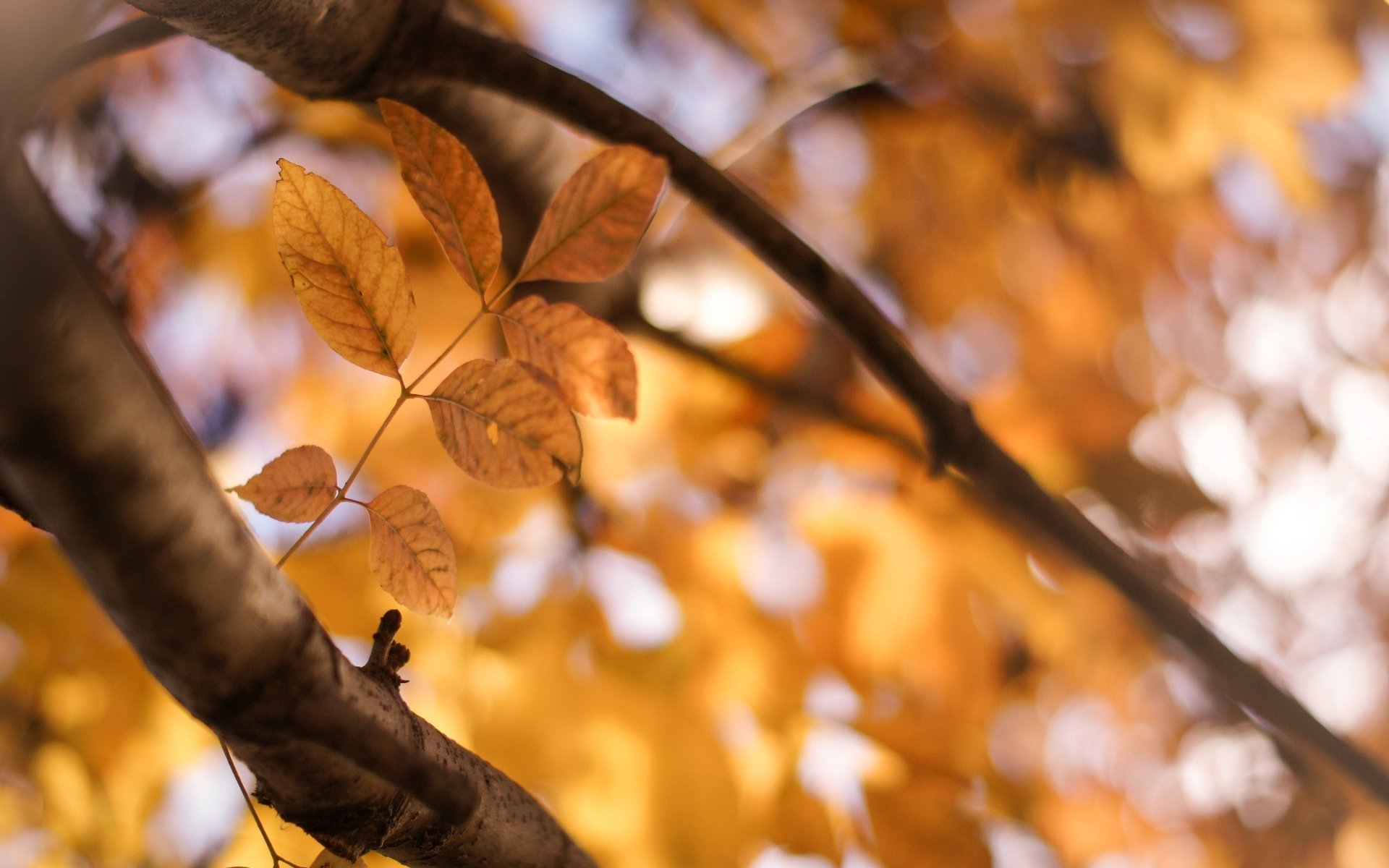 macro feuille feuille feuilles jaune branche arbre arbres soleil laisser macro flou fond papier peint écran large plein écran écran large écran large