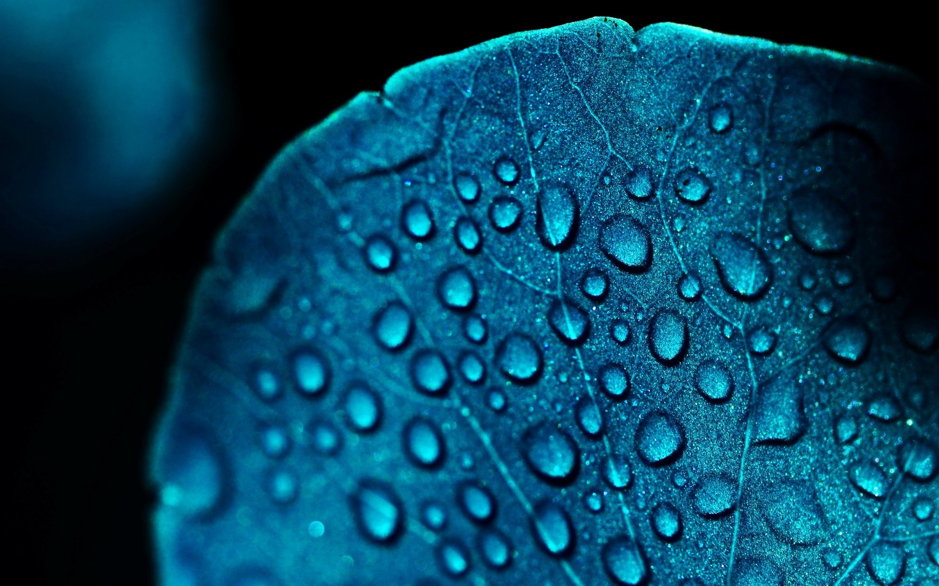 macro leaf leaflet leaves blue blue drop drops water dew blur background wallpaper widescreen fullscreen widescreen widescreen