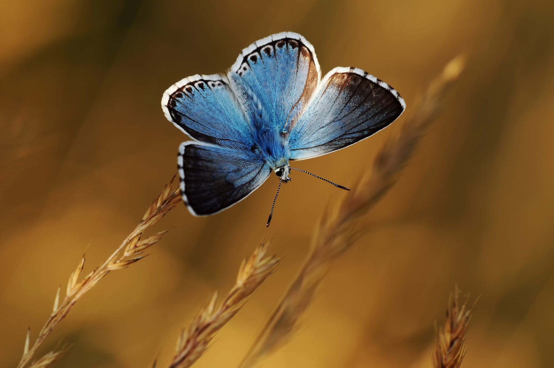 plantes épillets papillon bleu fond