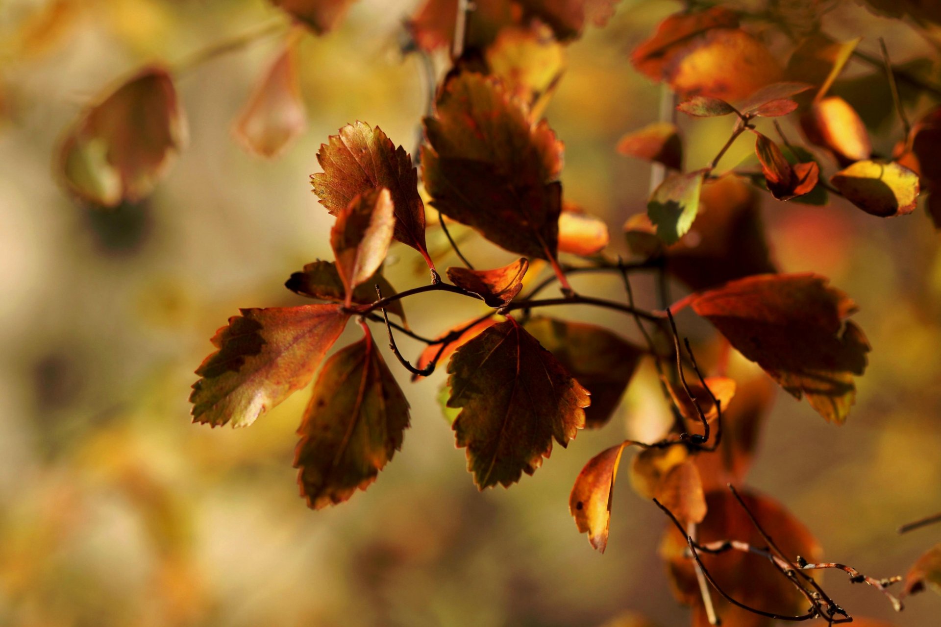 macro autunno ramo fogliame janet rhotography