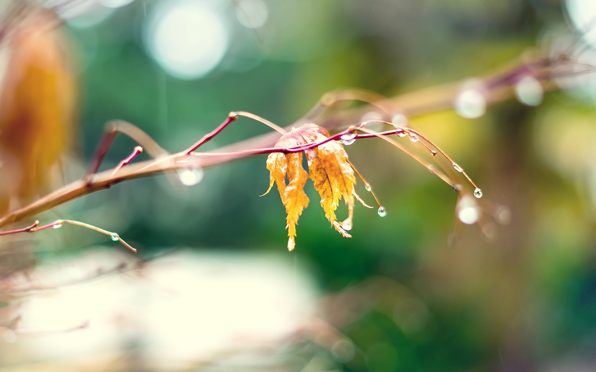 nature feuille jaune automne macro gouttes branche flou