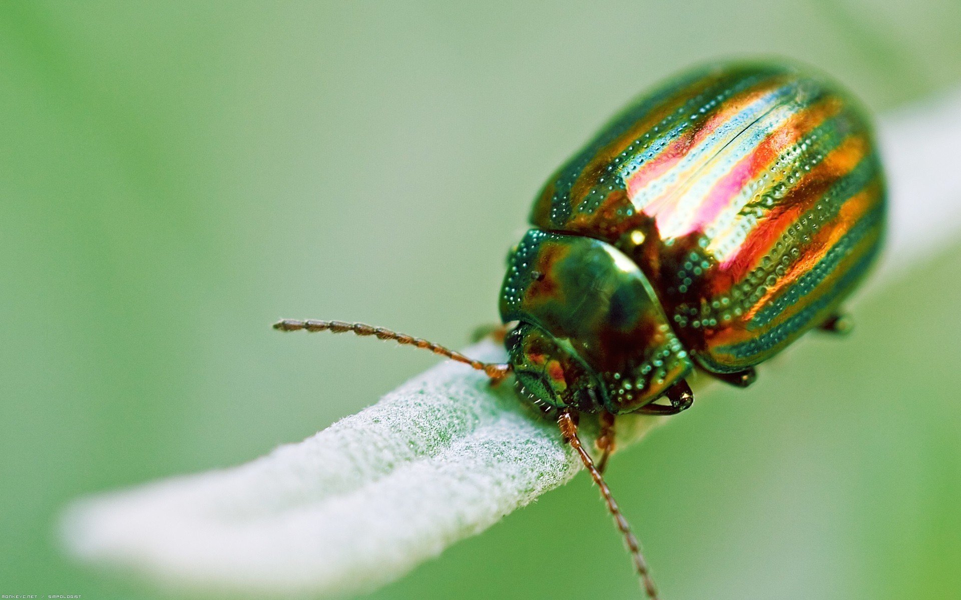 insetto scarabeo verde macro dorato