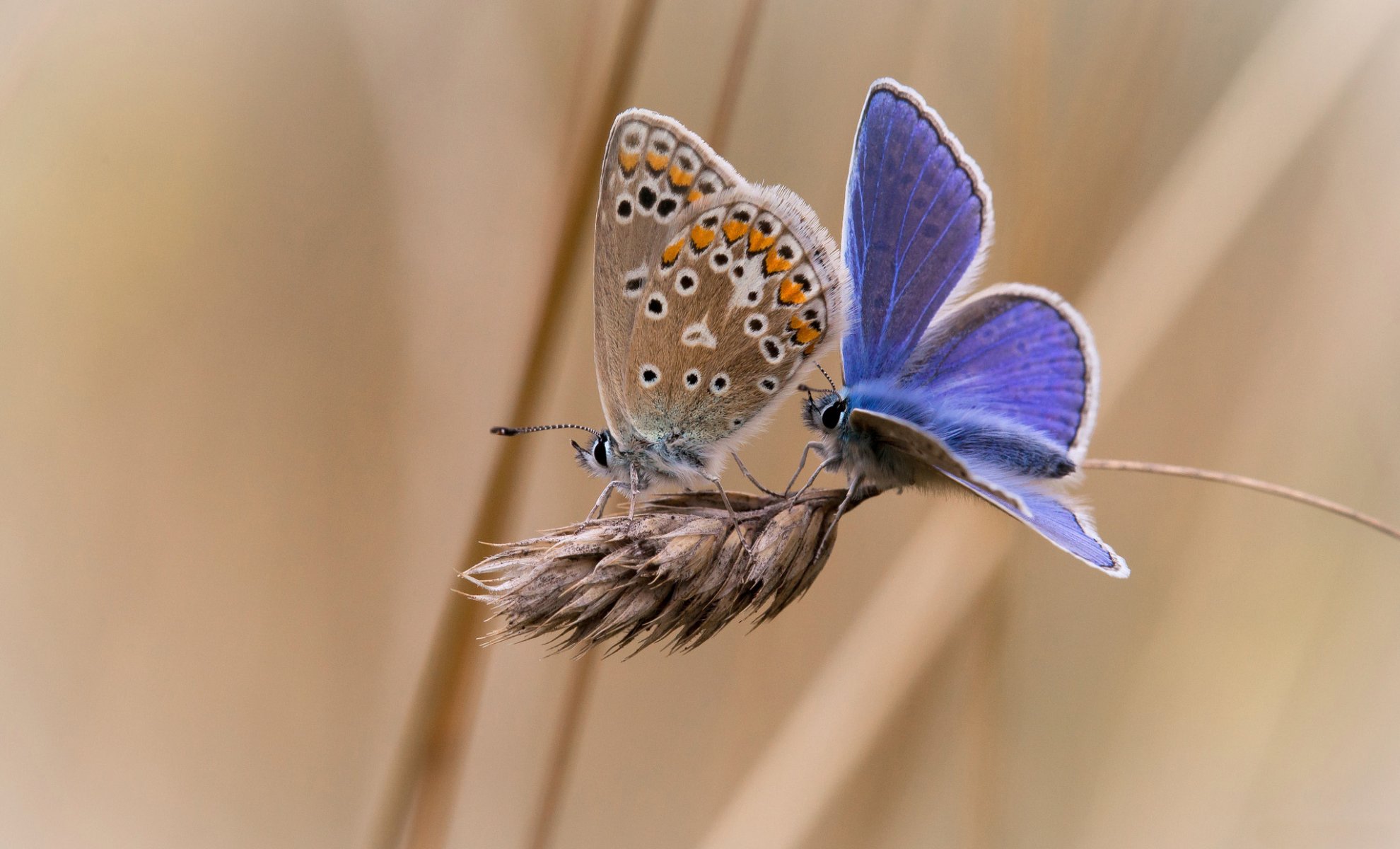 espiga mariposas dos fondo