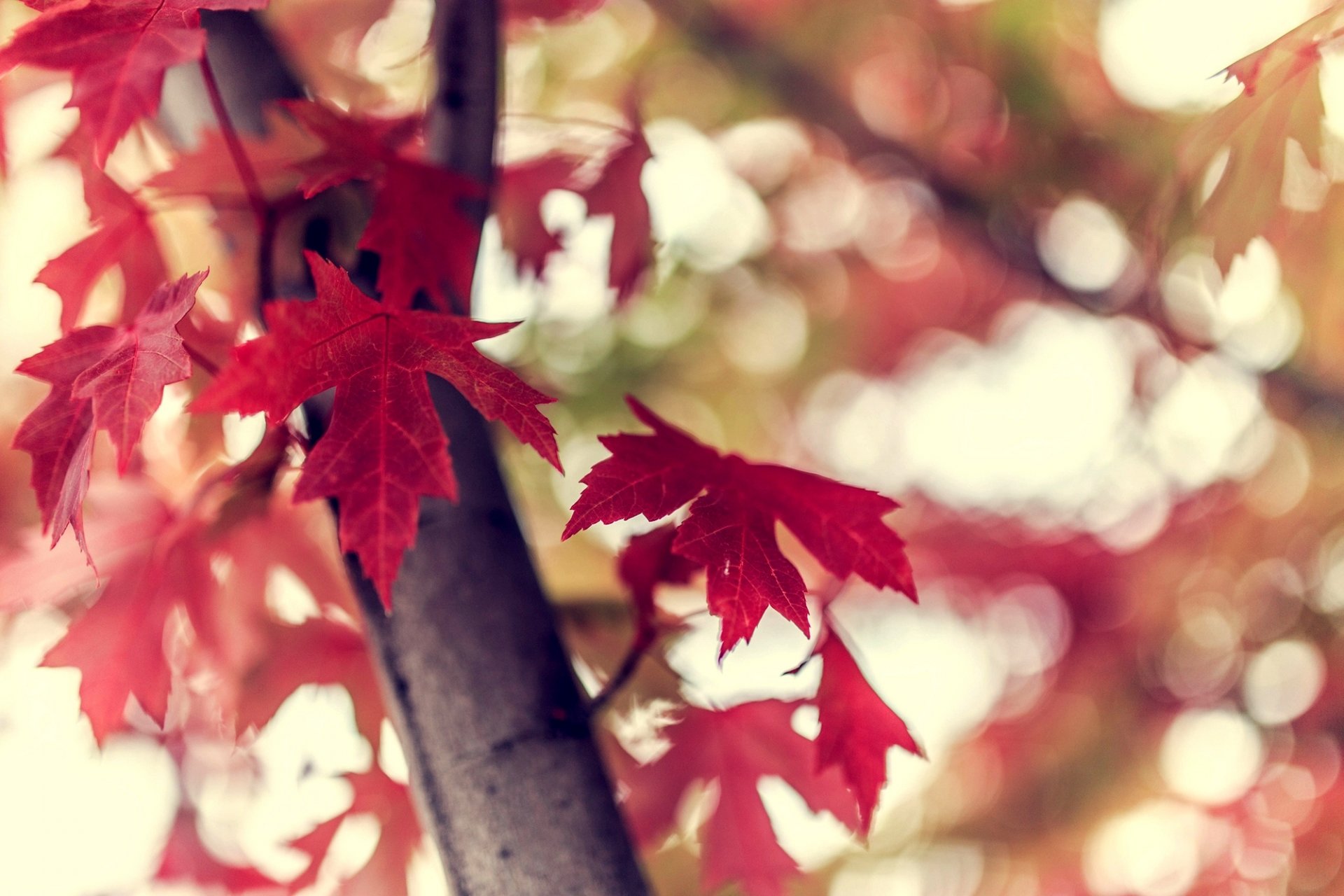 feuilles bordeaux branche arbre bokeh nature automne gros plan