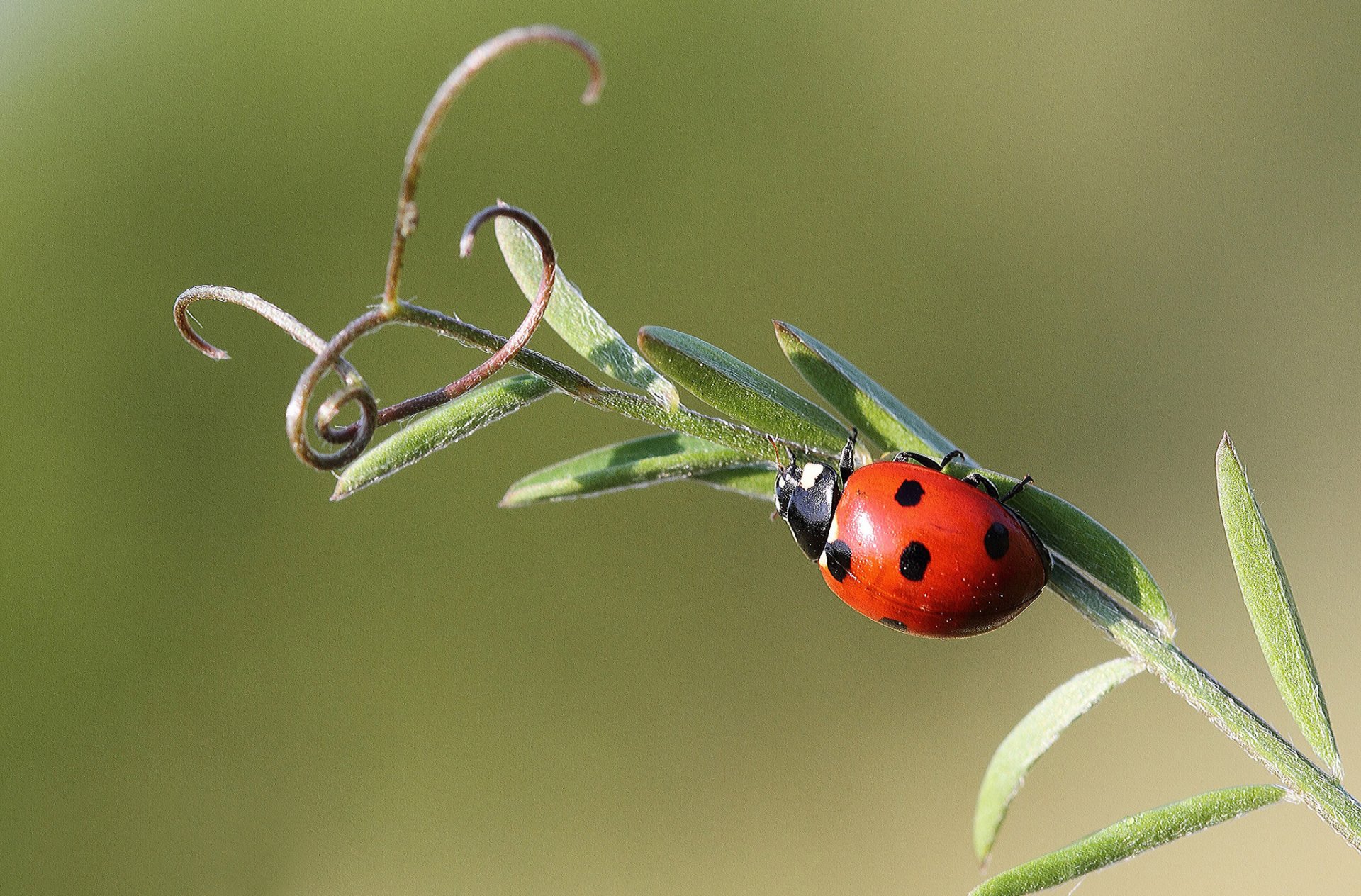 blade antennae insect ladybug