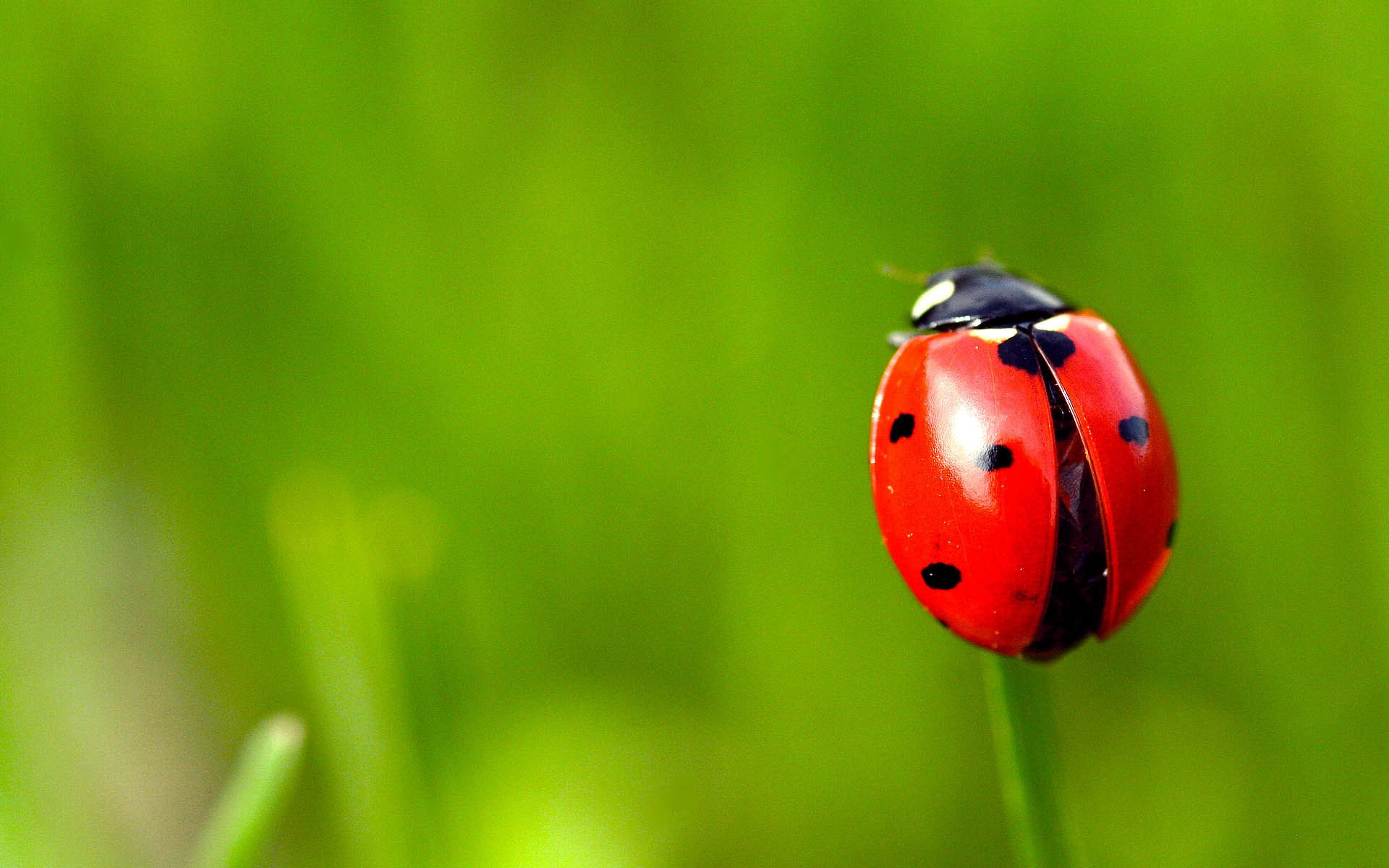 background grass ladybug close up