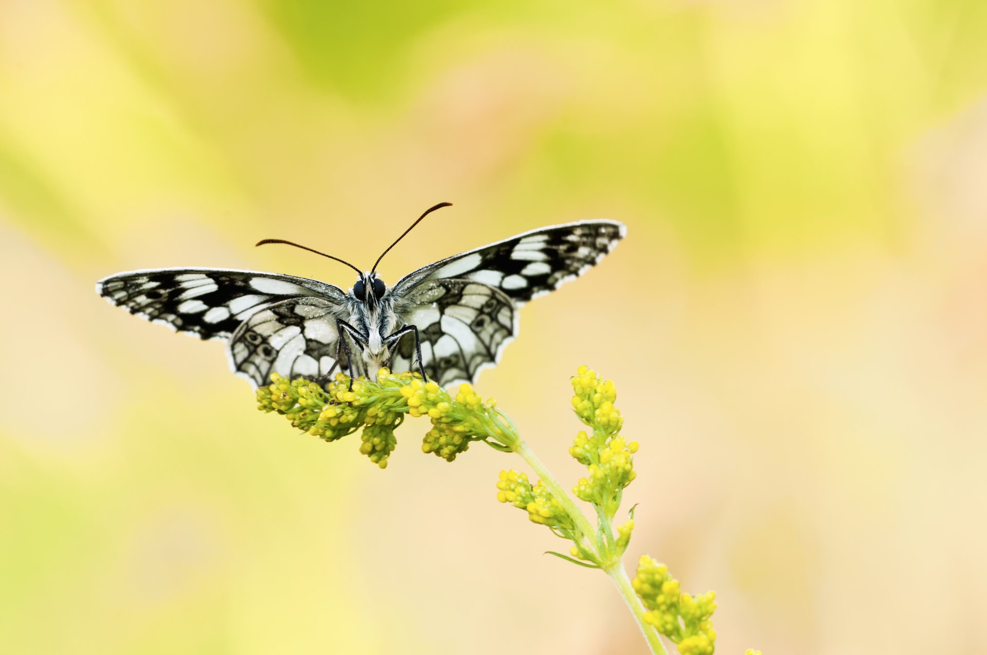 roślina kwiat żółty motyl czarny biały tło