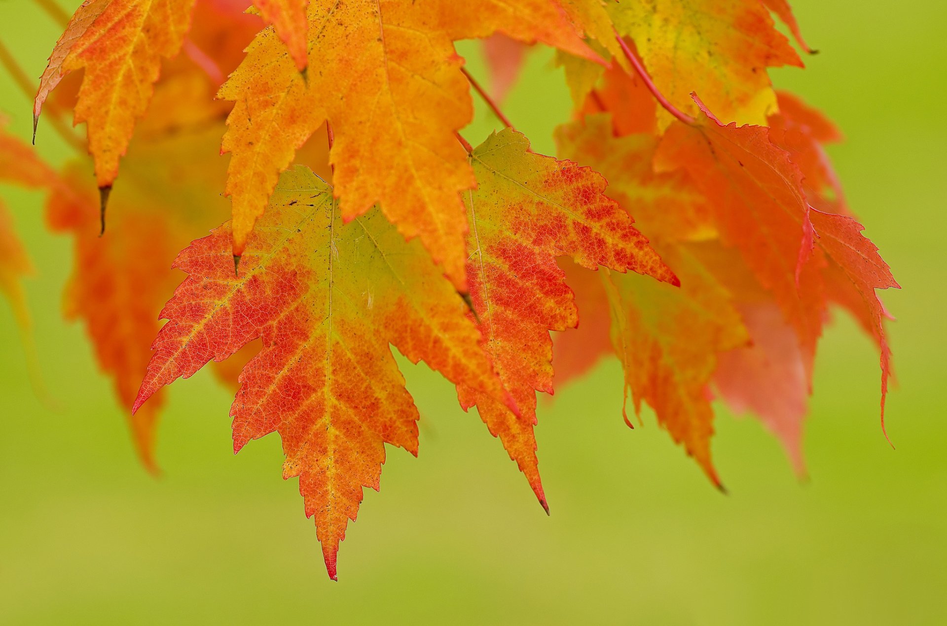 branch leaves autumn red orange background